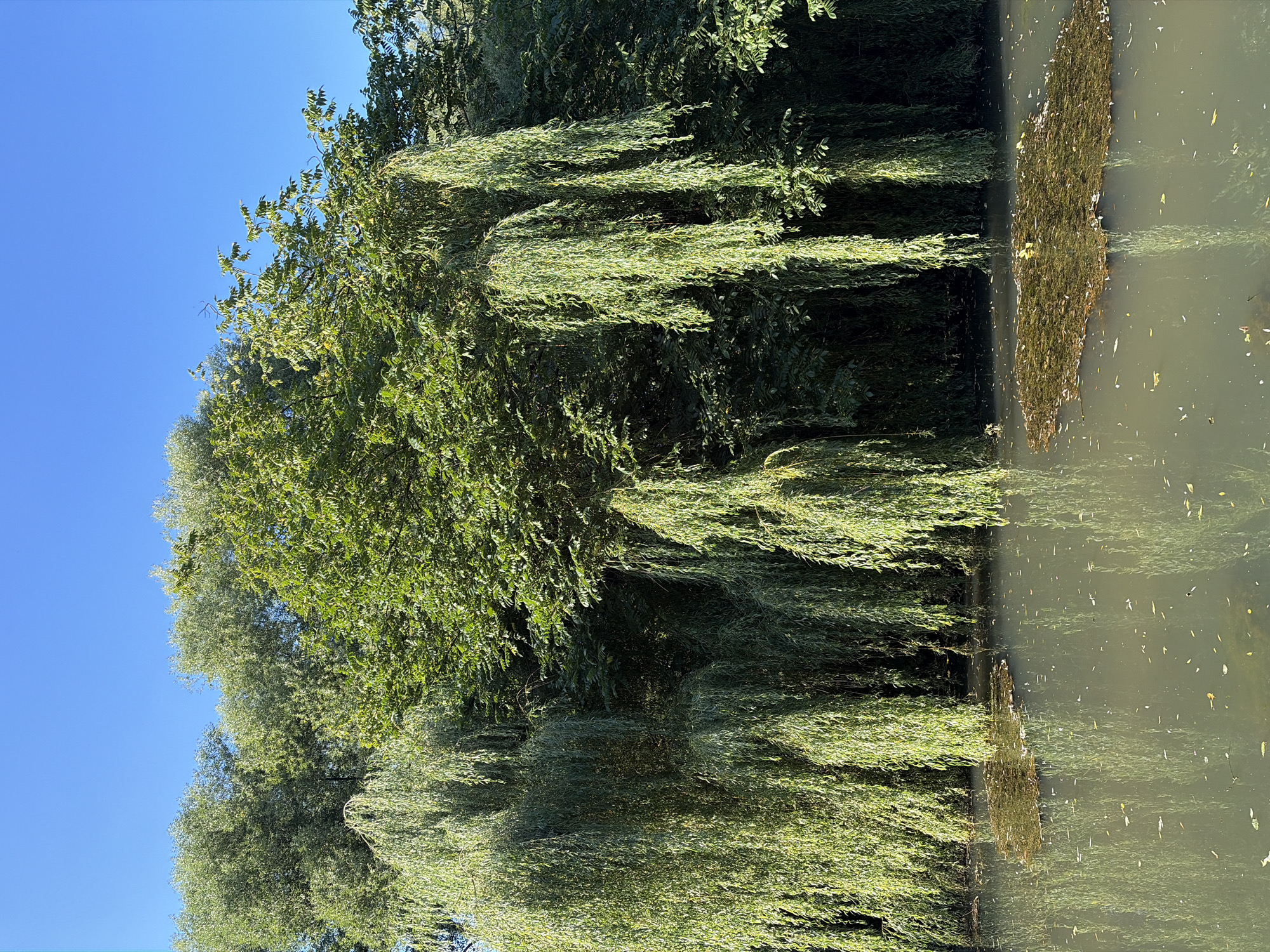 A clear, bright blue sky is visible above a dense canopy of lush green trees. The trees consist of weeping willows with long, trailing branches that hang down towards the water, and other deciduous trees with fuller foliage. In the foreground, a body of calm, greenish water reflects the trees and the sky. A large, raft-like cluster of aquatic plants is floating in the water. The overall scene depicts a serene natural setting on a sunny day.