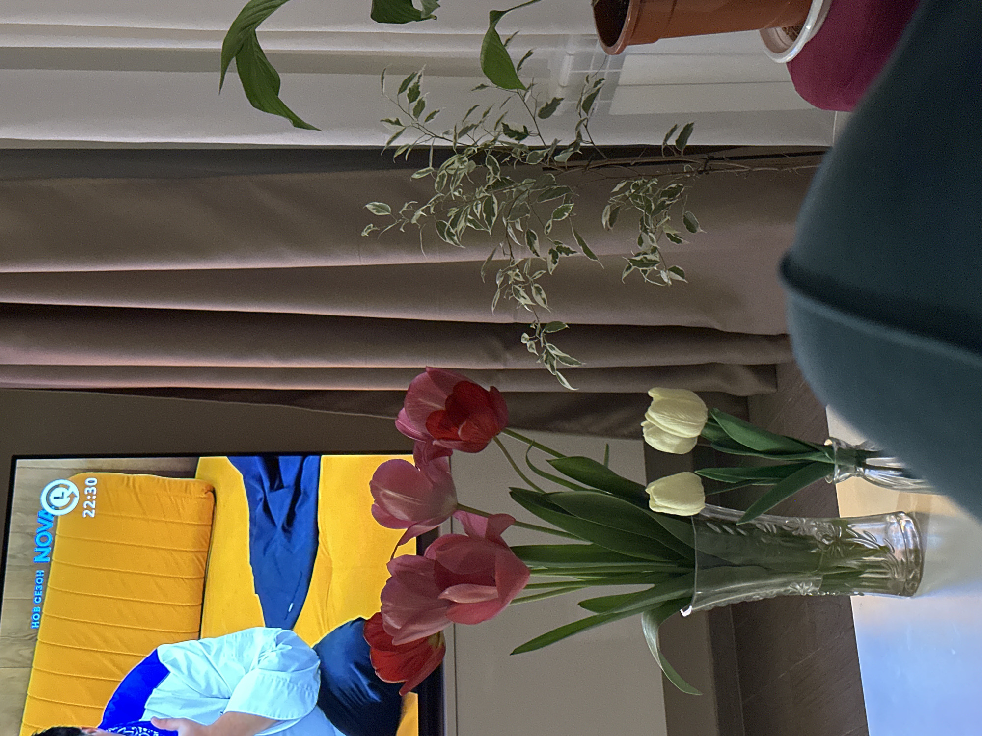 The image captures an indoor scene, likely a residential setting. A television screen displays a program featuring individuals in casual attire, with a yellow and blue color scheme dominating the visual elements. The time displayed on the screen reads "22:30." In the foreground, two vases hold tulips: one containing red and pink tulips, and the other containing white tulips. A brown curtain hangs in the background. The scene includes houseplants in the background, positioned near a window with closed blinds. A location cannot be definitively determined from this image alone.