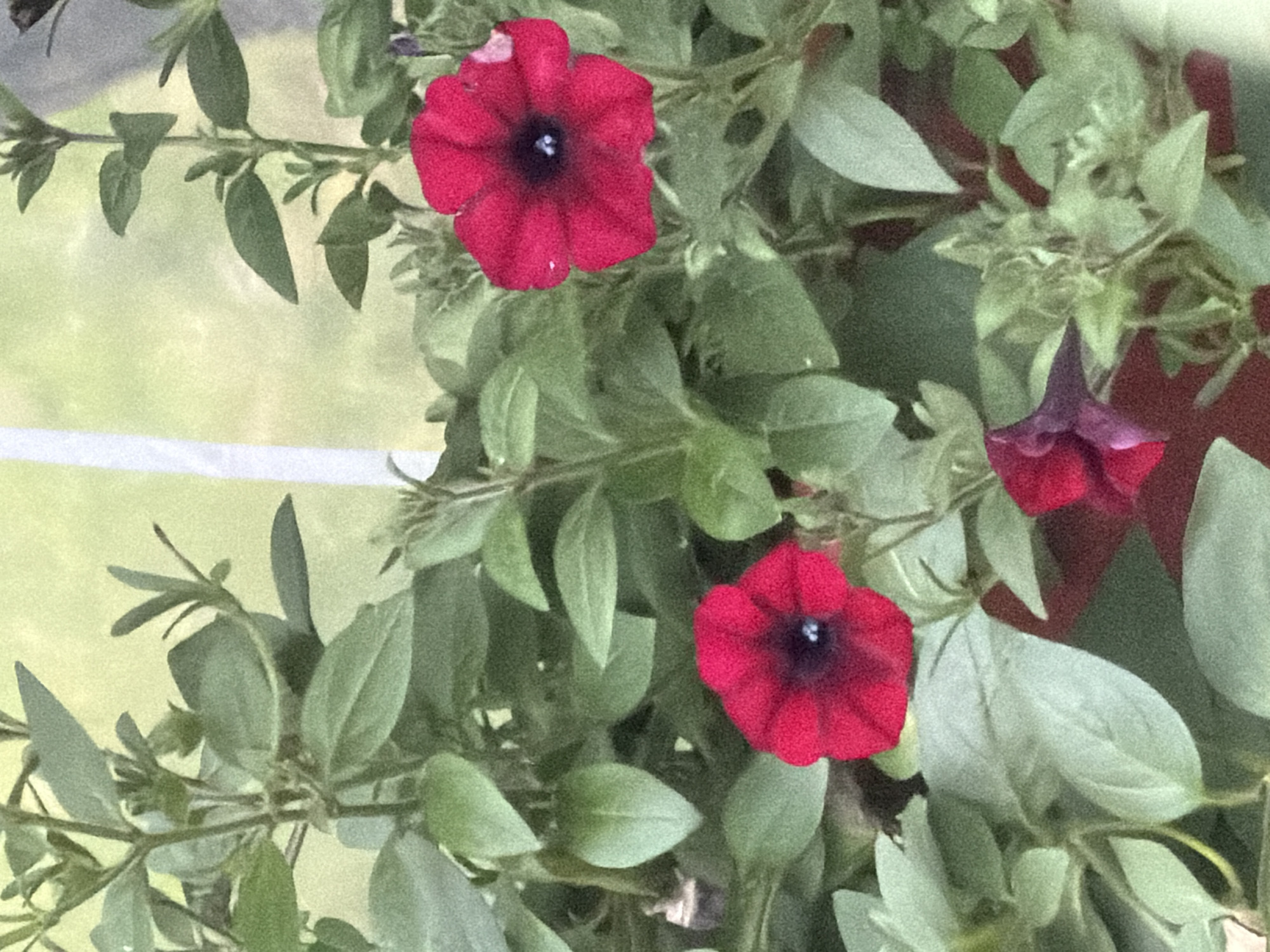 This is a close-up, vertical, eye-level photograph of red petunia flowers and their green foliage. The flowers have dark centers and multiple petals. The background is blurred and appears to be a muted green, possibly indicating an outdoor setting or a window. There is a vertical white element in the background, which could be a window frame or a stake. No people are visible in the image. The image does not contain any information about the city of Petukhi, Russia.