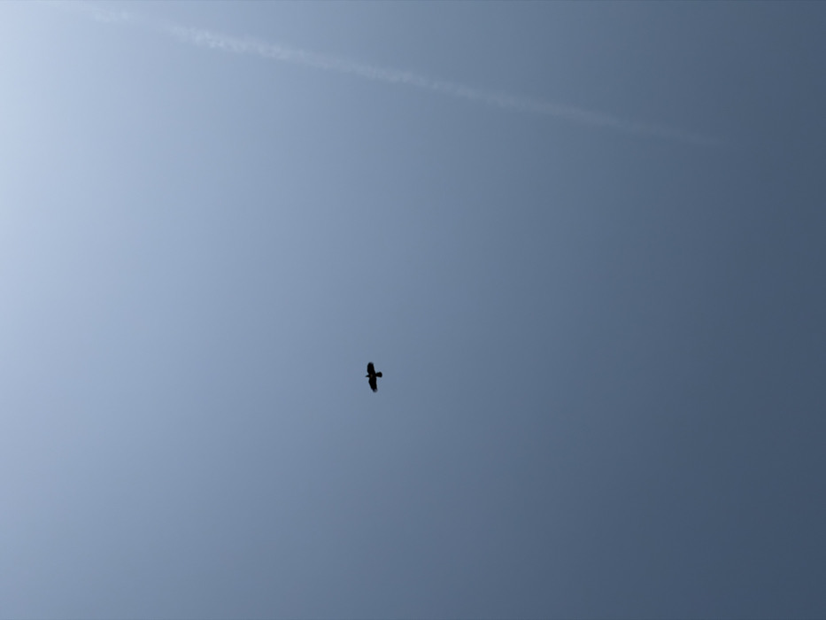 The scene, located in Igboefon, Nigeria, displays an uninterrupted view of a muted blue-grey sky. A single, dark avian silhouette with outstretched wings occupies the approximate center of the frame, indicating a bird in flight. A faint, linear white vapor trail is discernible in the upper right portion of the sky, running diagonally. No other discernible objects, subjects, or human figures are present, and no interactions are depicted.