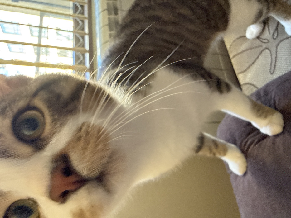 The image displays a domestic cat in an indoor setting within Sofia, Bulgaria. The cat, predominantly white on its chest, muzzle, and paws, features tabby markings of brown and grey on its head, back, and upper legs. It has a pink nose, pronounced white whiskers, and large, round, olive-green eyes fixed forward. The cat's front paws are positioned on a dark purple fabric, while its rear paws rest on a lighter, patterned textile surface. In the background, a window allows strong daylight to enter, illuminating a white horizontal radiator located beneath the frame and faintly revealing the facade of an urban building with windows beyond.