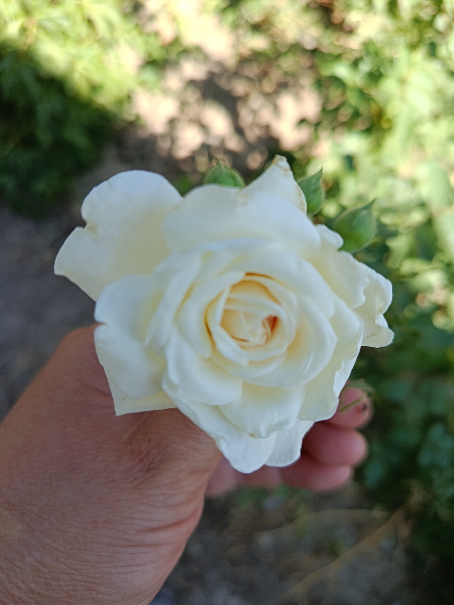 A close-up, vertical, eye-level shot captures a person's hand gently holding a partially bloomed white rose. The rose, with its delicate petals unfurling, exhibits a slight blush of peach at its center. Buds are visible just behind the main bloom, hinting at more roses to come. The background is softly blurred, depicting a garden setting with dappled sunlight illuminating green foliage and patches of what appears to be a gravel path. The image was taken in the city of Kaylyk, Kazakhstan.