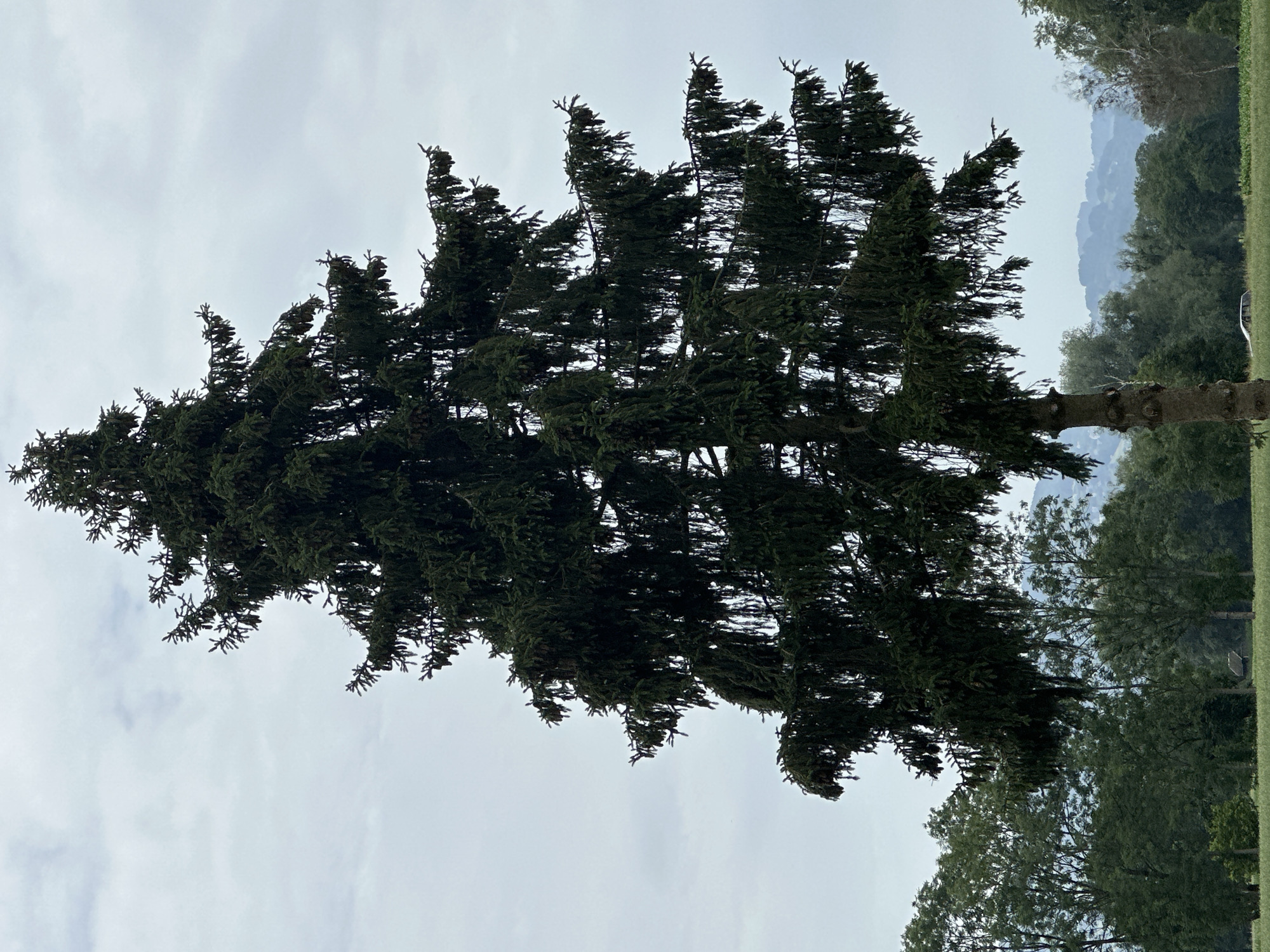 A tall, dark green spruce tree stands in the foreground, its branches drooping slightly. The sky is overcast with a light gray cloud cover. In the background, a line of trees with varied shades of green foliage extends across the landscape. In the distance, rolling hills fade into a hazy blue silhouette against the sky. A small, dark structure, possibly a shed or outbuilding, is nestled among the trees in the middle ground. A white car is visible parked in a field in front of the trees. The image was taken in Lauterach, Austria.