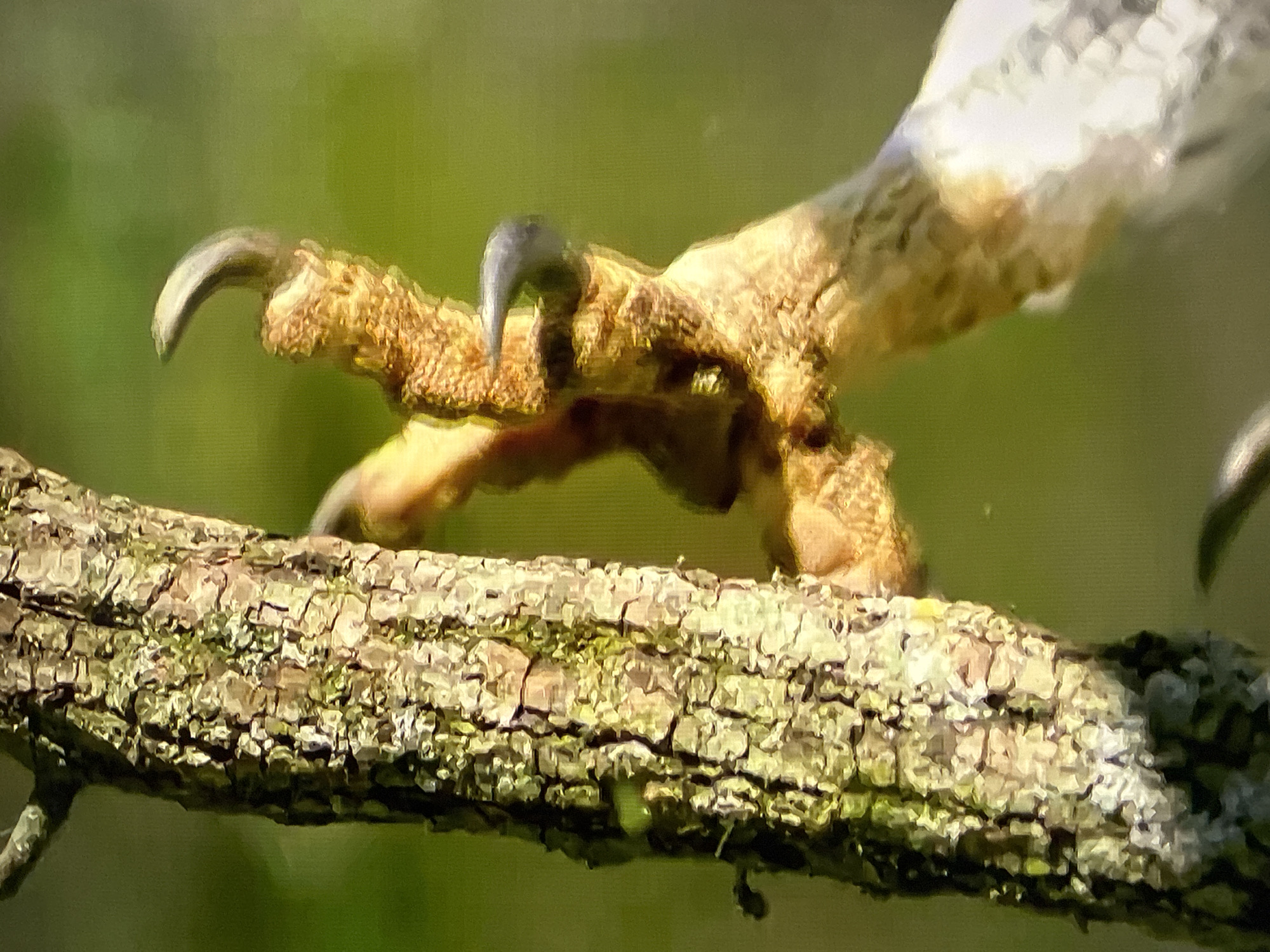The image shows a close-up of a bird's talons gripping a tree branch. The talons are sharp and curved, with a light brown coloration. The branch is rough and textured, with patches of moss and lichen growing on its surface. The background is a blur of green, suggesting foliage and a natural outdoor environment. There is no indication of the city of Vladivostok, Russia, or any people present in the image.