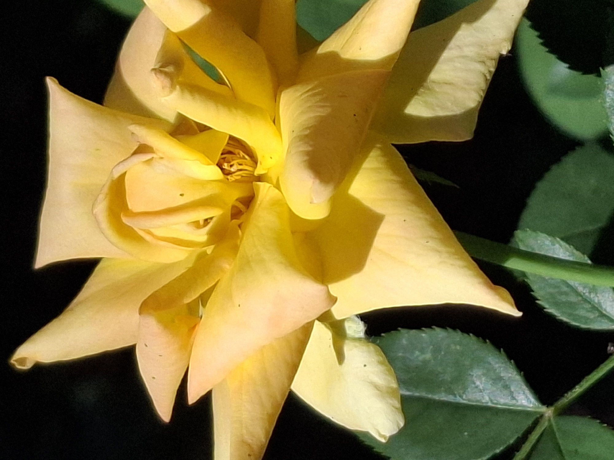 A close-up, low-angle, eye-level shot captures a yellow rose in full bloom, set against a dark, blurred background. The rose's petals are a vibrant yellow, with some tinged with a peachy hue, unfurling from a central bud. The textured petals exhibit subtle shadows and highlights, emphasizing their delicate form. The rose is positioned in the foreground, with hints of green leaves visible at the bottom left, suggesting it is outdoors. The dark background lacks discernible features and appears to be out of focus, drawing all attention to the rose. No people, buildings, or specific landmarks from Almaty, Kazakhstan are identifiable in this image.