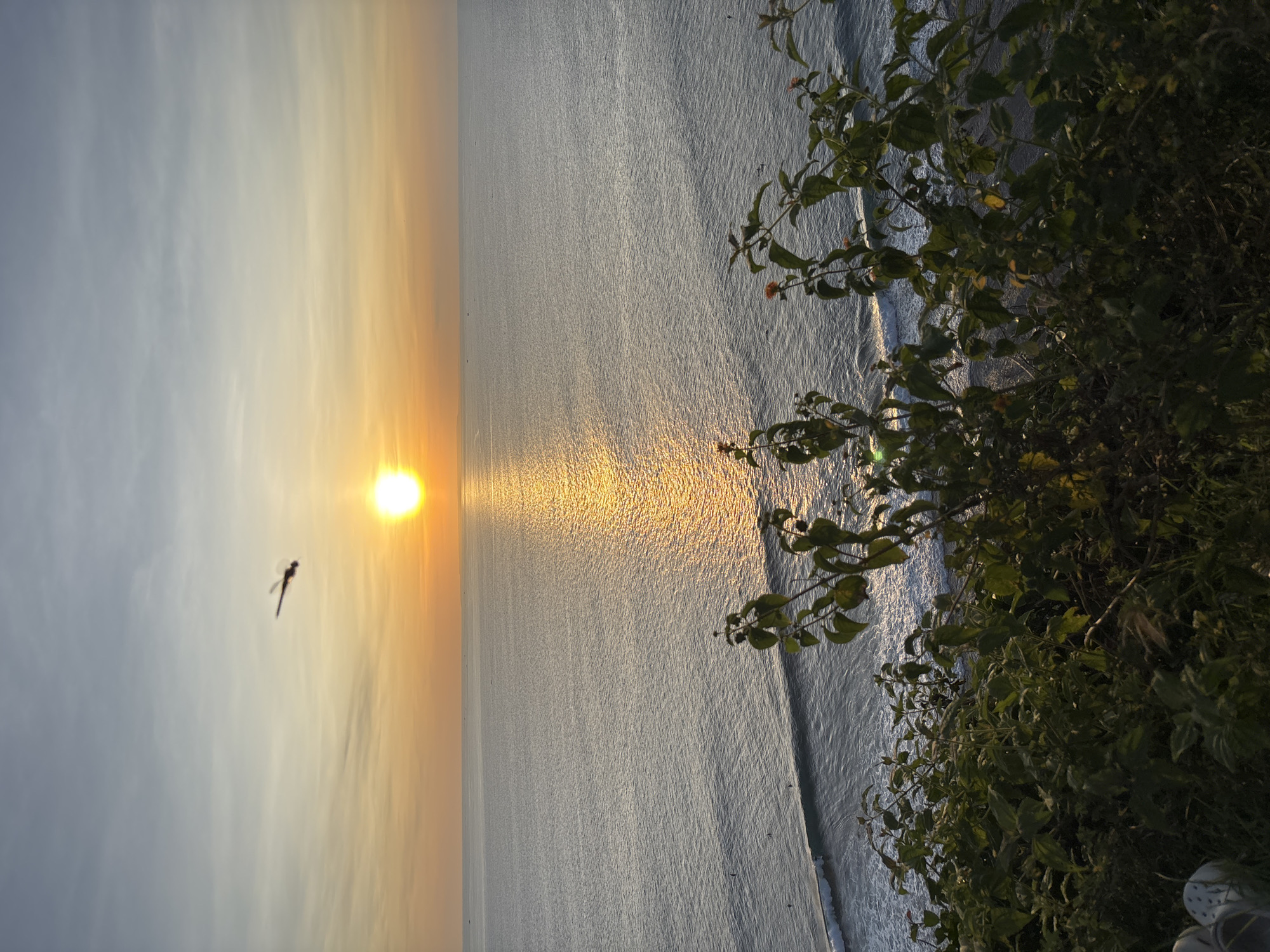 The image captures a sunset over the ocean in Kuta Selatan, Indonesia. The sun is positioned near the horizon, casting a golden reflection across the water's surface. A dragonfly is silhouetted against the sun. Vegetation, consisting of green leafy plants, is visible on the right side of the frame, partially obscuring the view. The water is textured with small waves, and a beach is visible along the edge. The sky transitions from a light blue to orange and yellow hues near the horizon.