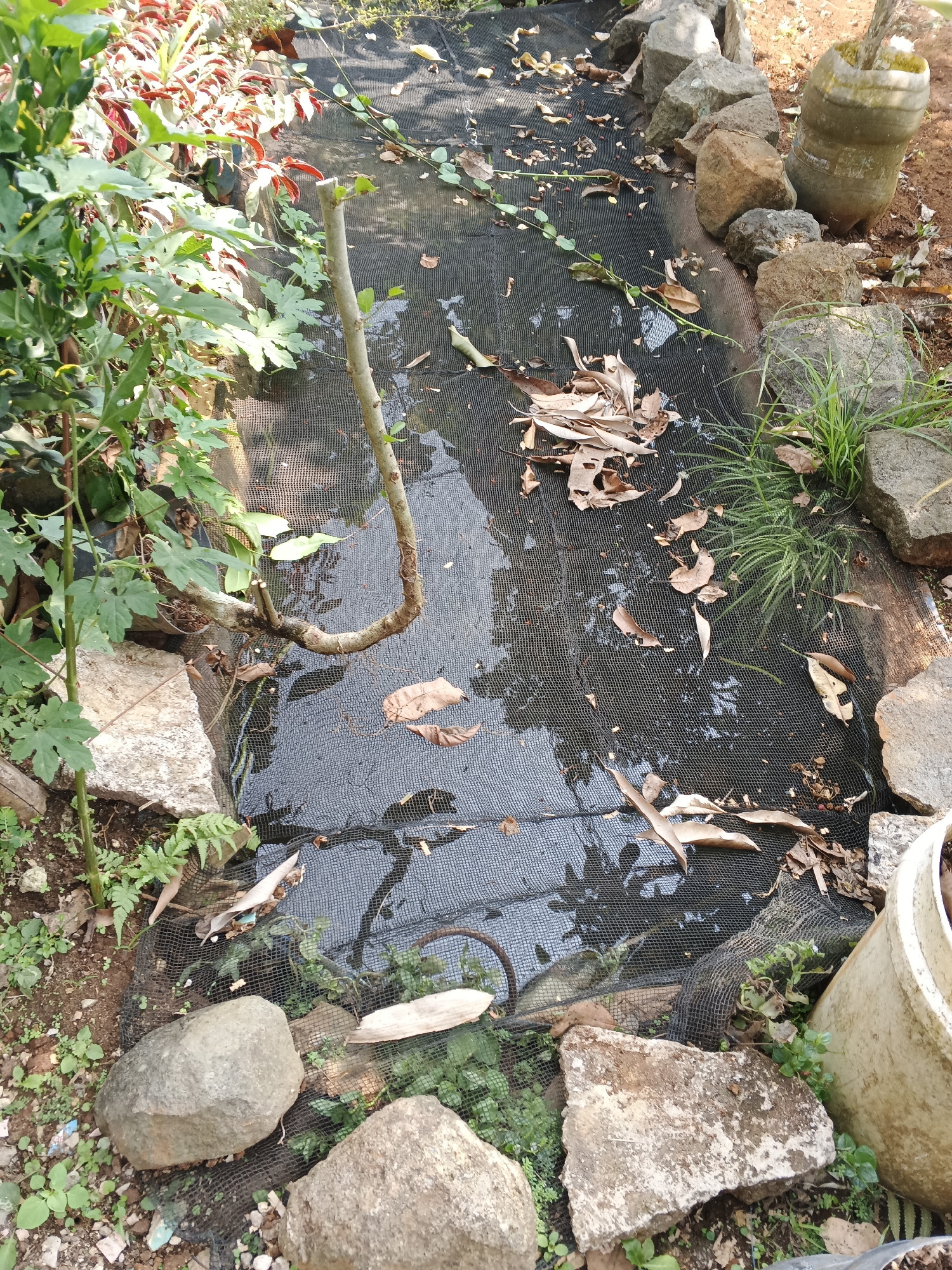 In Warungkiara, Indonesia, a garden bed is covered with black mesh fabric, on top of which lie scattered dry leaves. The bed is bordered by rocks of various sizes and a large, weathered plastic pot. To the left, lush green plants, including a tree with a curved, bare branch, grow alongside the bed. In the background, more vegetation with reddish-green leaves is visible. The ground is covered in soil, with smaller plants and debris scattered around.