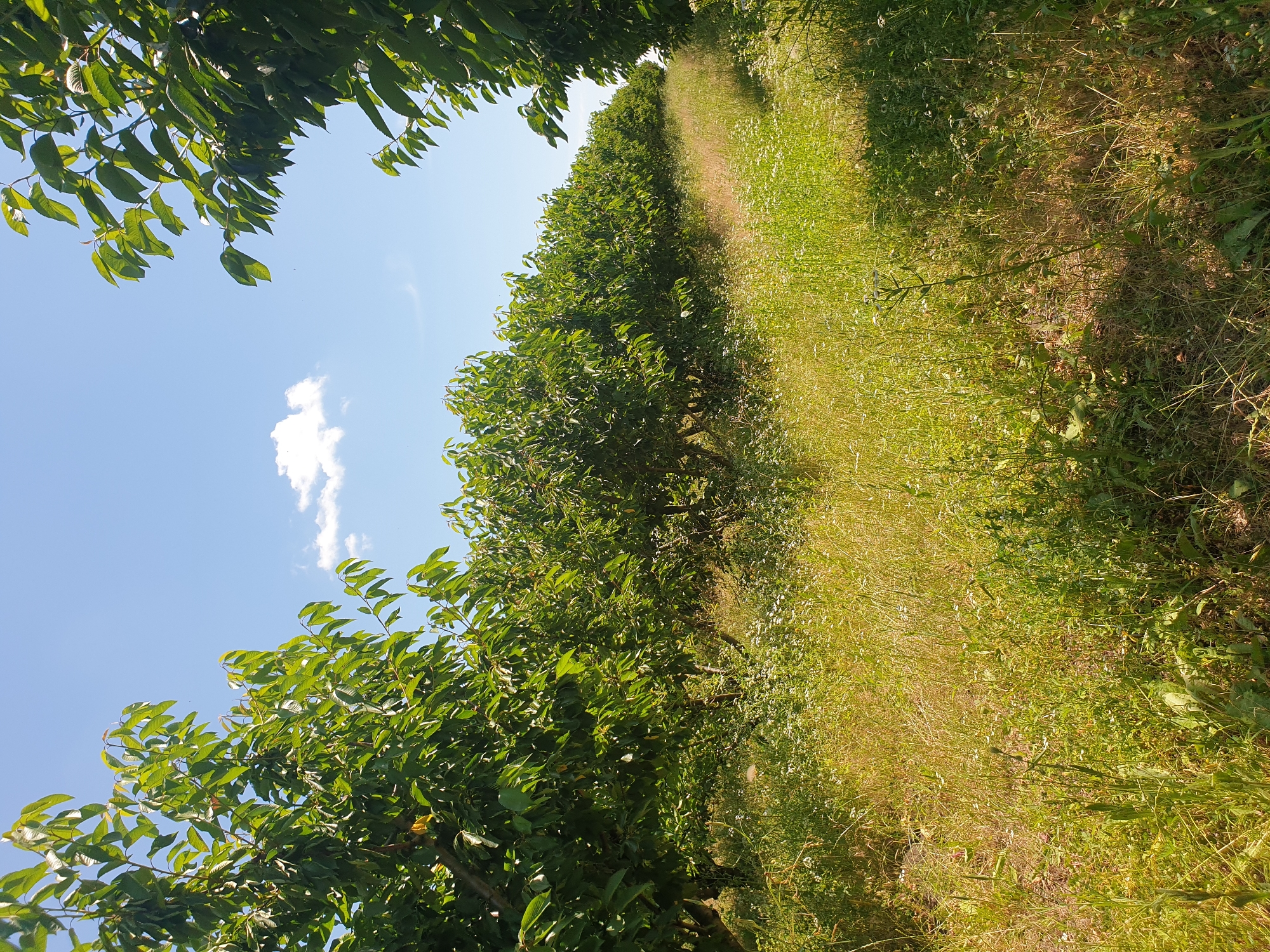 The image depicts a cherry orchard with rows of trees under a clear blue sky with a single fluffy white cloud. The trees are lush and green, with their leaves illuminated by sunlight. The ground between the rows of trees is covered in tall, dry grass and some small white wildflowers. A path or clearing runs through the grass, leading into the orchard. The scene suggests a warm, sunny day in a rural setting. This image was taken in Natalievca, Moldova.
