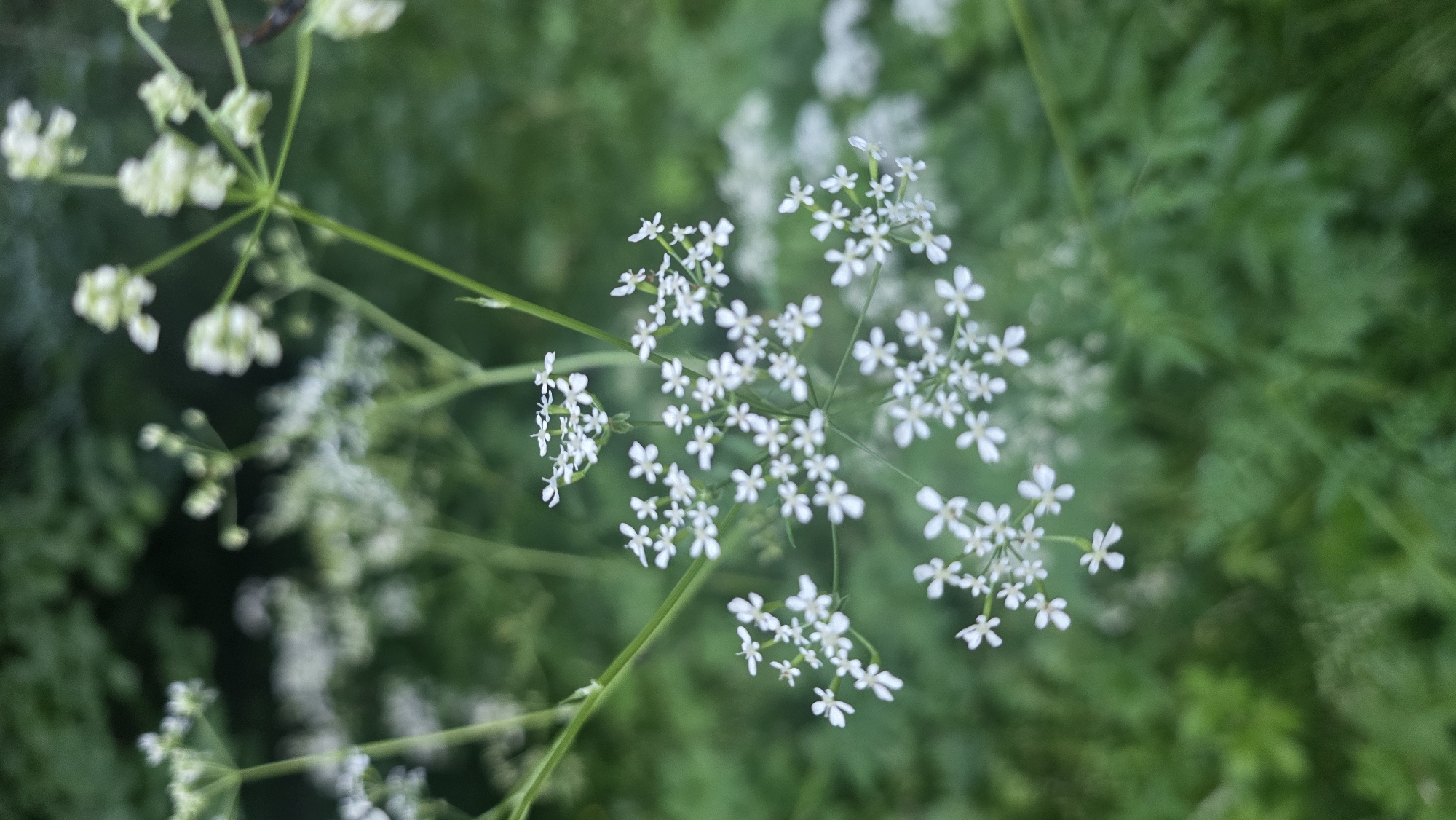 The image shows a close-up of a cluster of small white flowers with delicate petals. The flowers are on a green stem, with other similar flower clusters and green foliage visible in the background, which is softly blurred. The overall impression is of a natural, outdoor setting, likely a garden or wild area, given the prevalence of plant life. There is no discernible urban environment or specific landmark visible. The image is of flowers in nature, without any indication of a specific location in the city of Rassudovo, Russia.