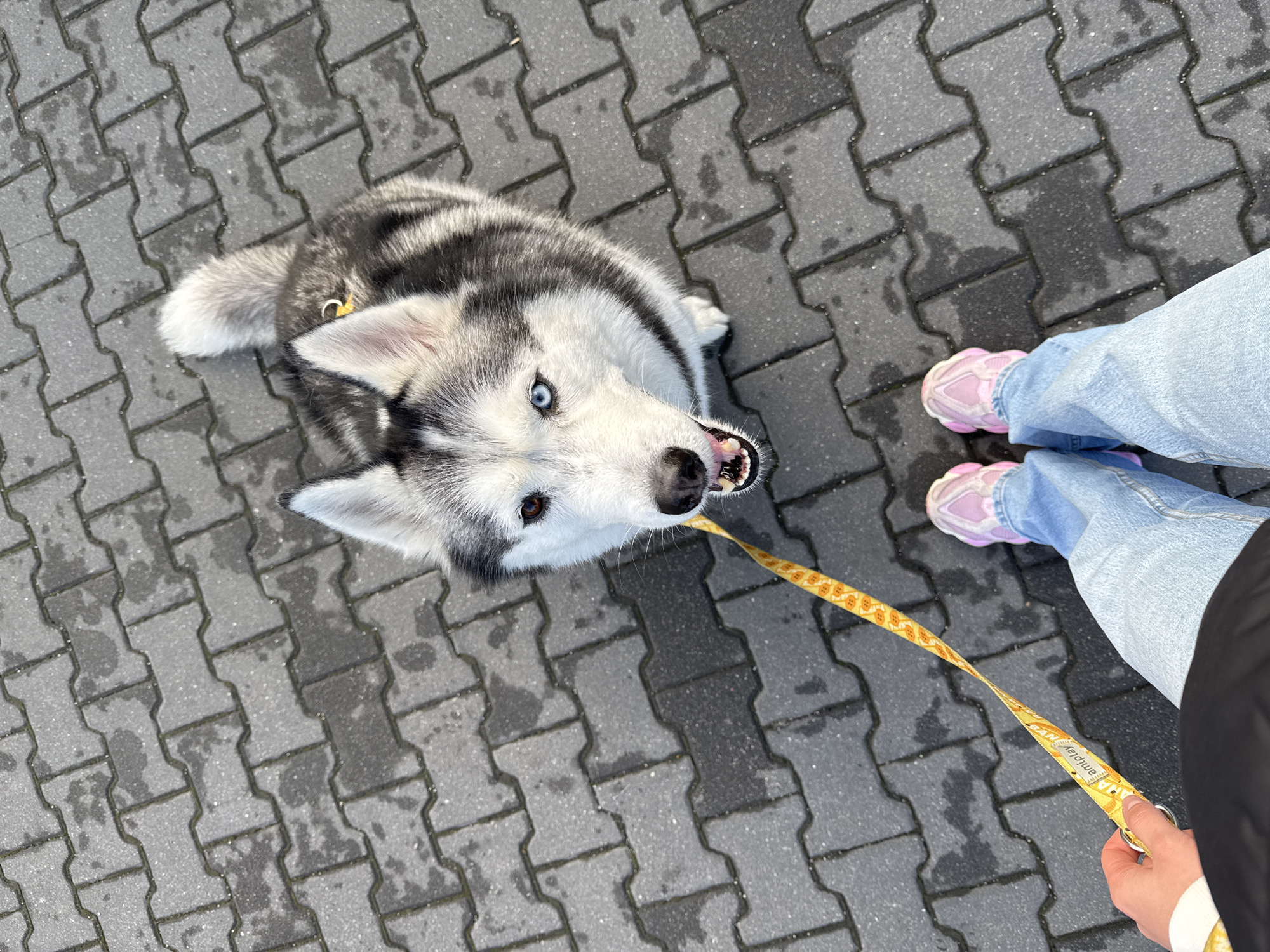 An overhead photograph depicts a person walking a Siberian Husky on an interlocking gray concrete paver surface. The pavers exhibit patches of dampness, suggesting a wet environment. The Husky, predominantly white, gray, and black, is positioned in the upper-middle frame, looking upward with its mouth slightly open, revealing teeth. It presents heterochromia, with a blue left eye and a brown right eye. A yellow fabric leash, featuring an "amiplay" logo and a repeating pattern of yellow/orange shapes, extends from the dog's harness (partially visible) to the lower-left corner where a human hand clasps it. The person's lower torso, clad in light-wash denim jeans and pink chunky athletic shoes, occupies the bottom-center and bottom-right sections of the frame. A dark garment is visible across the bottom edge. The scene is outdoors in Unknown, Unknown.