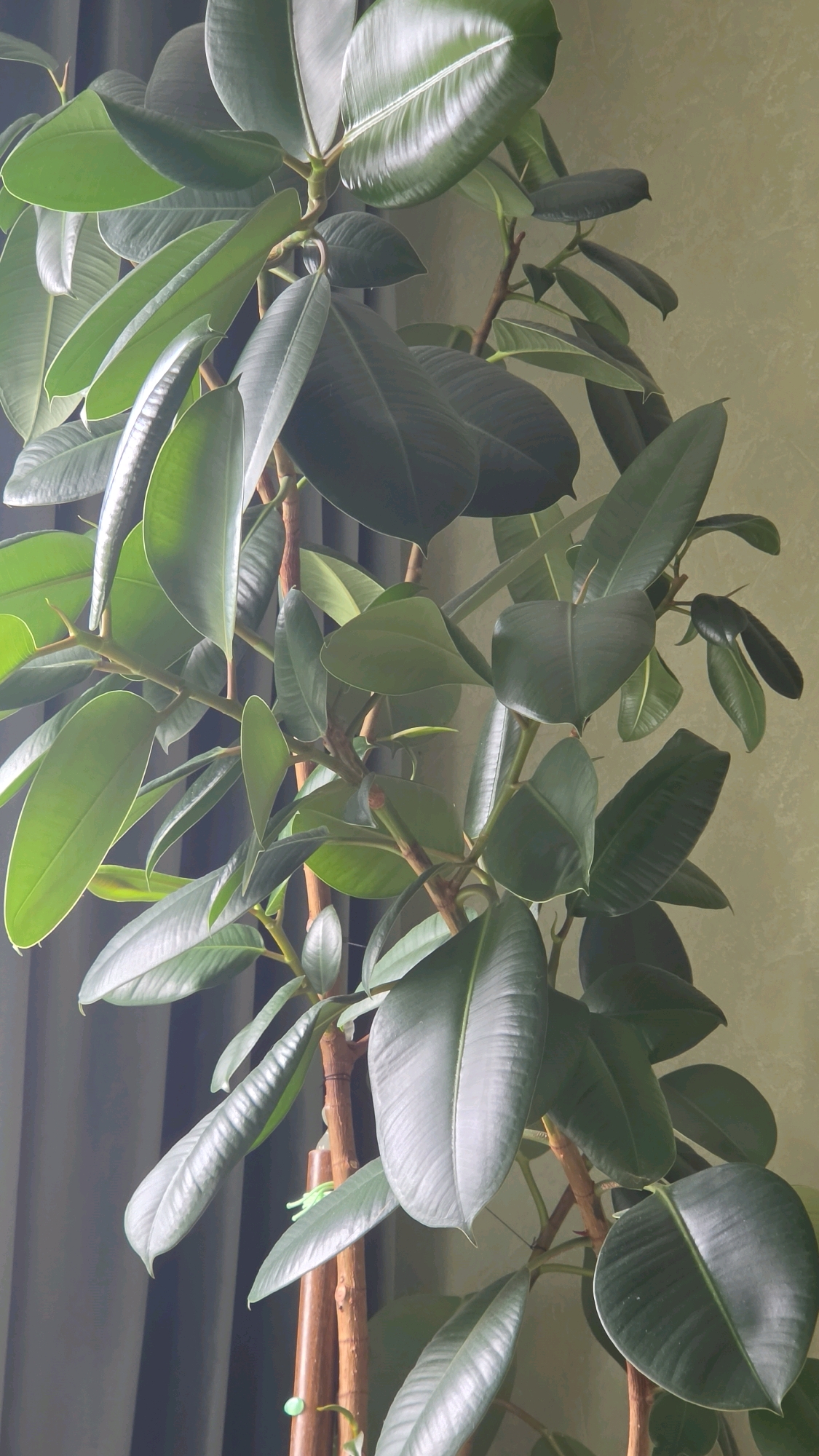 A large ficus tree with dark green, glossy leaves is positioned indoors. The tree has thick, woody stems and is quite tall, with leaves extending upwards and outwards. The background consists of a textured wall, likely painted a light, neutral color, and dark gray curtains on the left side of the frame. The lighting appears to be natural, coming from a window, creating highlights on the leaves. There are no people or animals visible in the image. The location of this scene is a residential interior in the city of Solnechnogorsk, Russia.