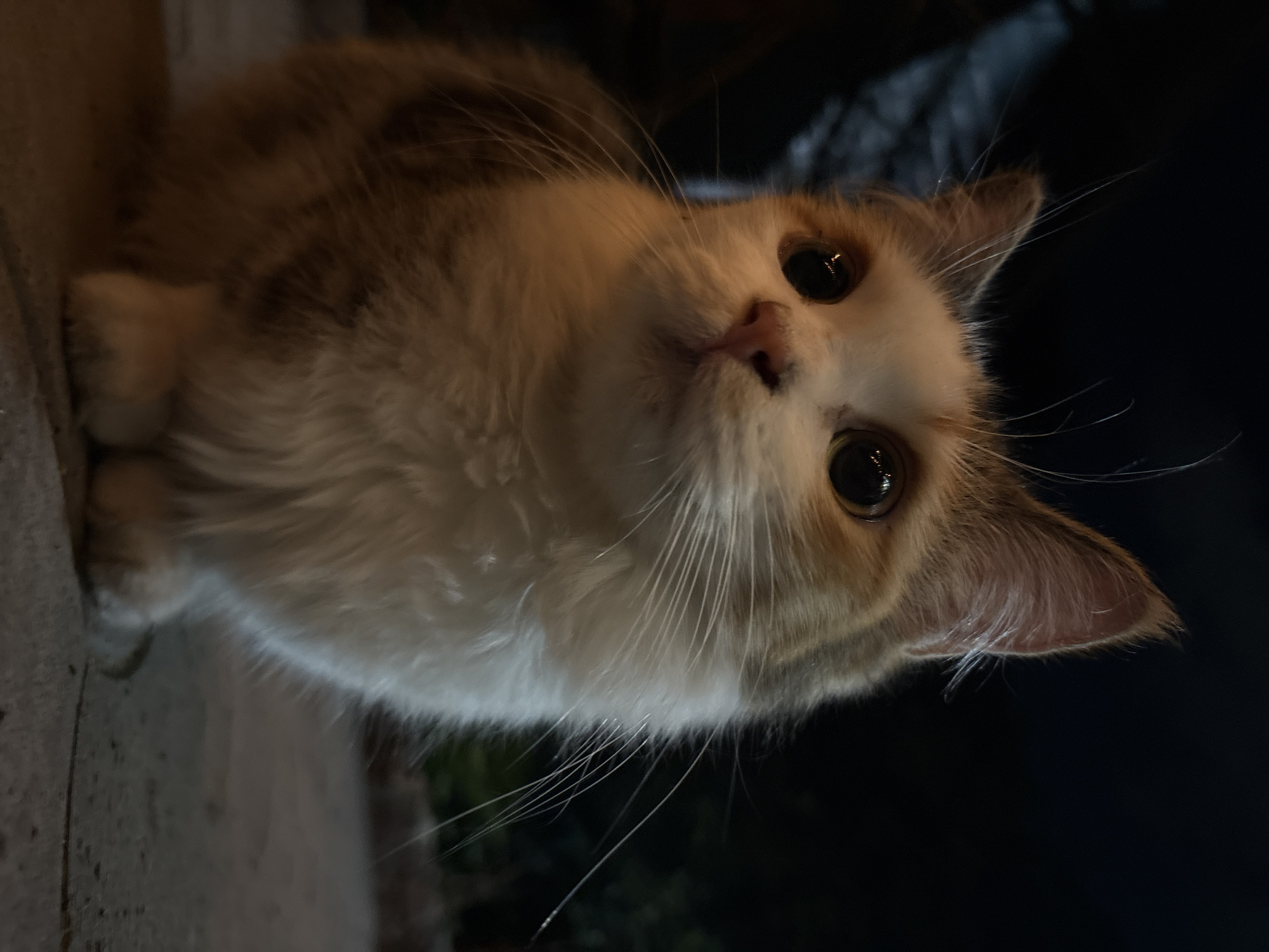 A calico cat with large, dark eyes and prominent whiskers sits on a textured surface, likely a sidewalk or paved area. The cat's fur is a mix of white, orange, and brown. The background is dark and out of focus, suggesting it was taken at night or in low light conditions. No specific landmarks or features indicating Almaty, Kazakhstan are visible in the image.