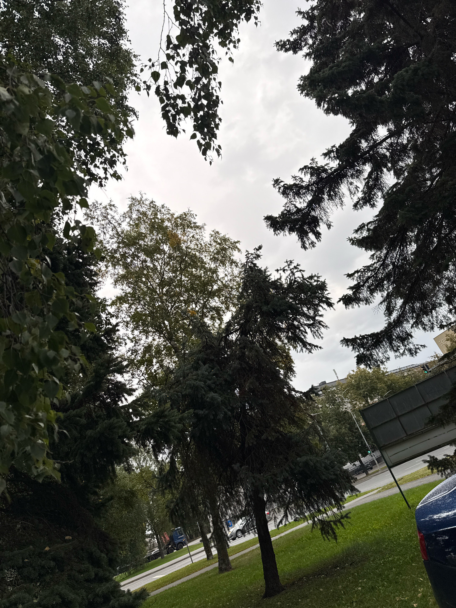 The image depicts an outdoor scene with a sky that is overcast and grey. In the foreground, large evergreen trees with dark green needles dominate the frame, their branches reaching upwards and outwards. To the left and upper part of the image, deciduous trees with lighter green leaves are visible.
Further in the background, a street is visible with a sidewalk and a grassy area. There are several vehicles on the street, including a dark blue truck and what appears to be a dark colored car. Buildings are visible in the distance, and streetlights and traffic signals can be observed. The ground is covered in green grass, and there are fallen leaves on the grass in some areas.
The overall impression is of an urban environment with a significant amount of greenery, likely during an autumn day given the presence of fallen leaves and the overcast sky. While no people are clearly depicted in the image, the presence of vehicles and buildings suggests a populated area. Without specific landmarks or identifying features, pinpointing the exact location within Tallinn, Estonia, is not possible based solely on the visual information provided.