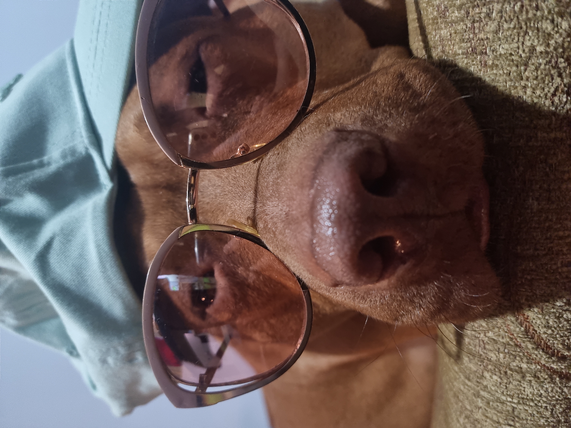 A brown dog with a large nose is wearing rose-colored sunglasses and a light blue hooded shirt. The dog is lying on a textured, greenish-brown surface. The scene appears to be indoors.