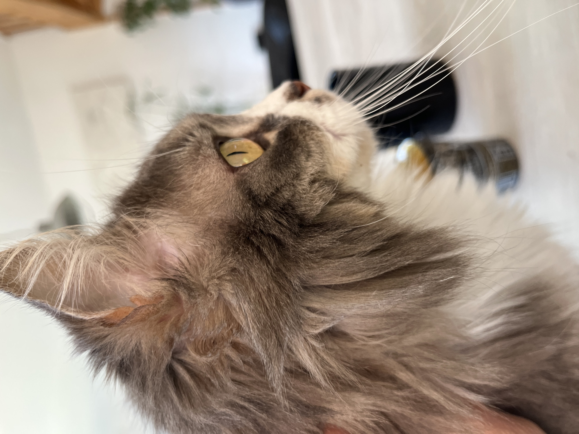 A close-up, upward-angled shot of a long-haired, gray and white cat. The cat's head is in focus, featuring its left eye with a yellow iris and vertical pupil. Long, white whiskers protrude from its face. The cat's left ear is visible. The background is blurred, showing a white wall, a partially visible plant, and some dark, indistinct objects. Location is not discernible from the image.