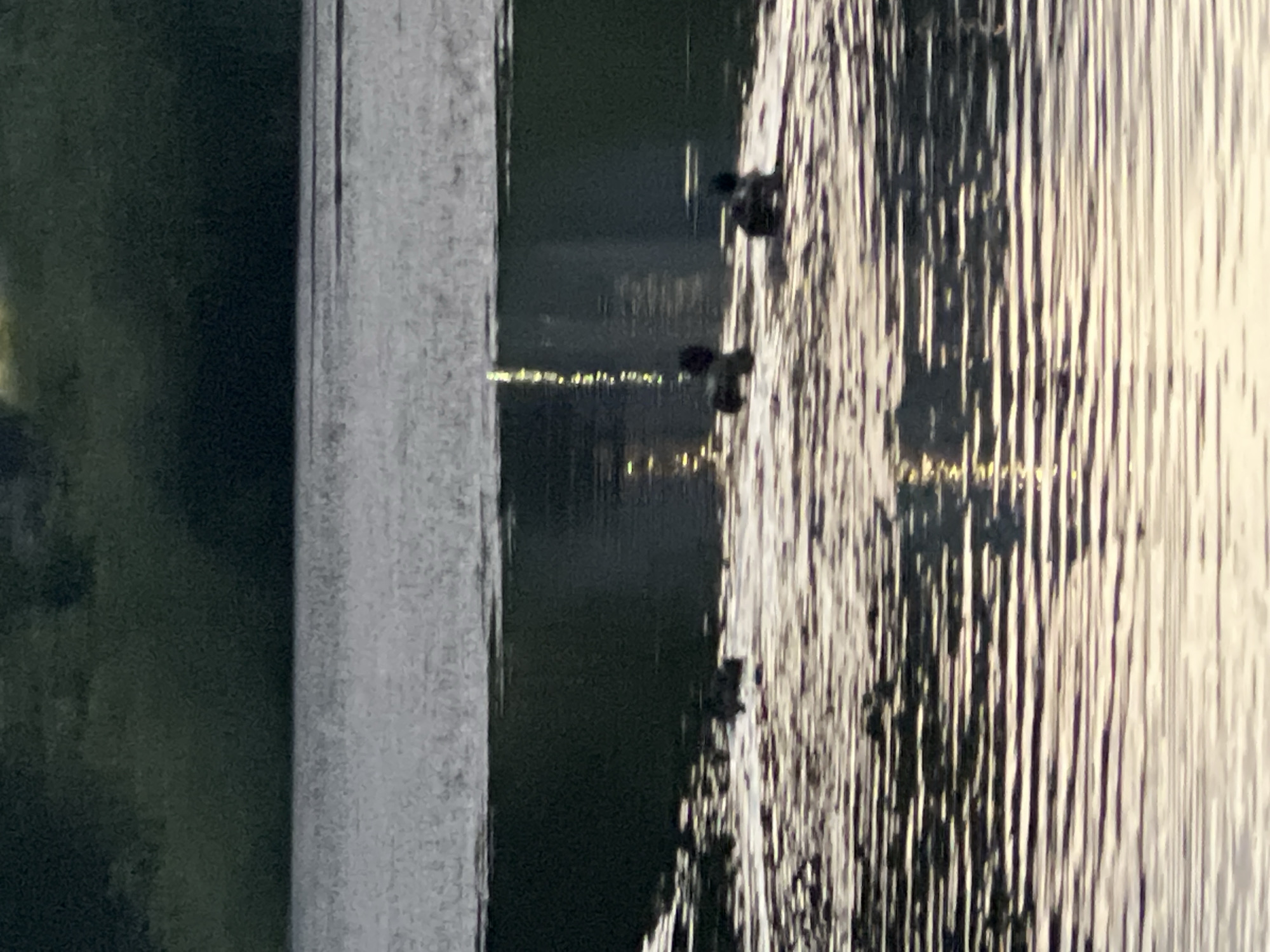 The image captures a serene water scene, likely a canal or river in Saint Petersburg, Russia, possibly at dusk or dawn given the lighting. The foreground is dominated by a vertical, textured surface, which appears to be a stone embankment or wall, rendered in shades of grey and white. To the right of this structure, the water surface is a focal point, reflecting the sky and a distant shoreline.
The water's surface is heavily textured with vertical lines, created by ripples and reflections of light. These reflections suggest either natural light from the sky or artificial lights from buildings. There are several dark shapes visible in the water, which are identifiable as ducks. Two are clearly discernible, swimming in a line. They are dark silhouettes against the shimmering water. A hint of distant lights, appearing as a yellow glow along the horizon, suggests the presence of the city.
The overall mood is peaceful and tranquil, with the calm water and subdued lighting creating a contemplative atmosphere. The water's surface acts as a dynamic element, contrasting with the static structure of the embankment. The scene evokes the typical urban waterways of Saint Petersburg, known for their beauty and the presence of waterfowl. No text is visible in the image.