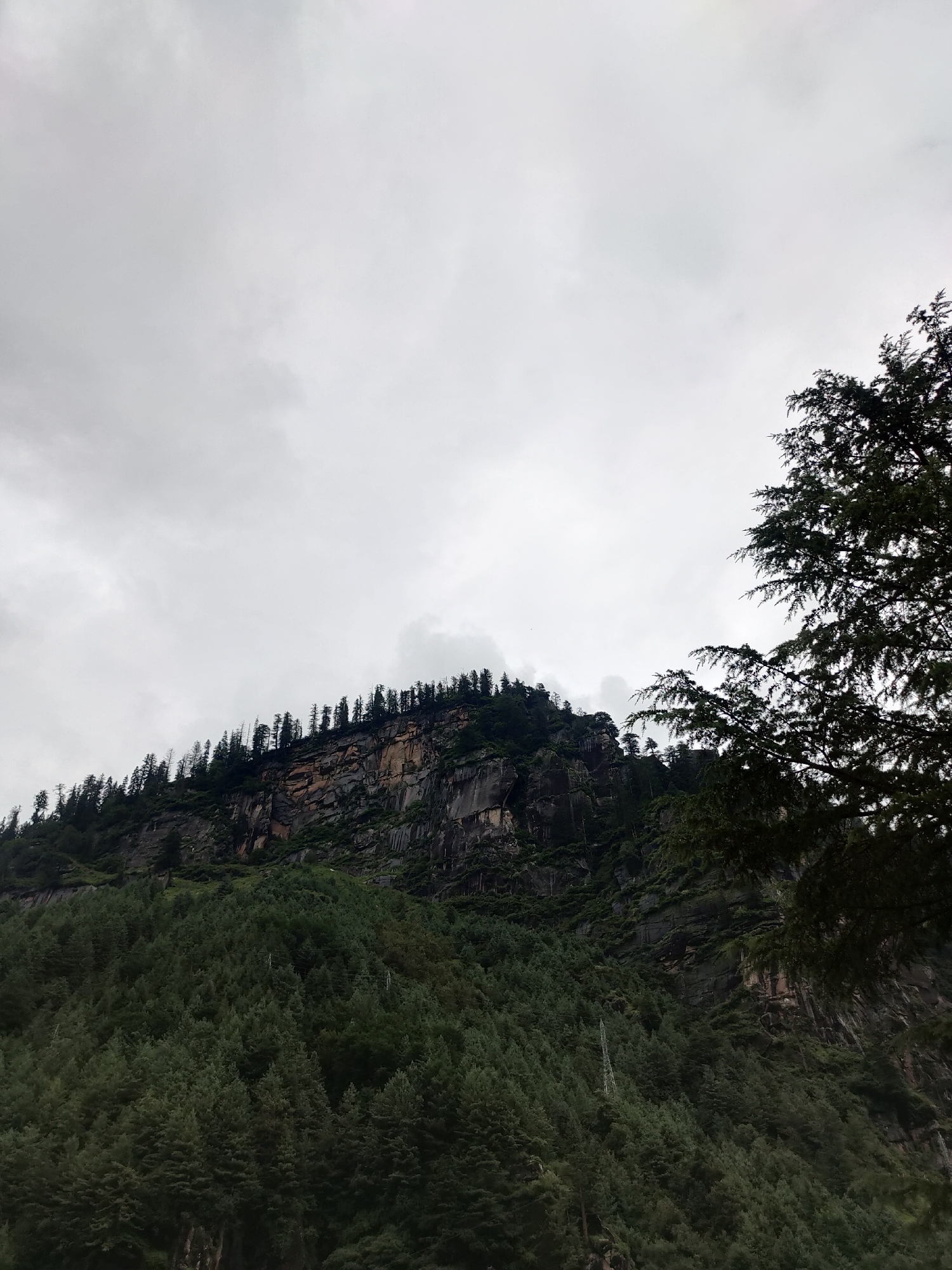The image depicts a mountainous landscape under a cloudy sky. A steep, rocky cliff face dominates the middle ground, with a dense forest of pine trees covering the lower slopes. The trees are dark green and appear to be coniferous. The cliff face is rugged and striated, with patches of vegetation clinging to its surface. A line of taller pine trees stands atop the cliff. In the foreground and right side of the image, branches of a large pine tree are visible, their needles silhouetted against the sky. The overall impression is one of a natural, untamed environment. The sky is overcast, with a uniform grey tone suggesting an absence of direct sunlight. There are no people or man-made structures visible in the immediate scene, except for a faint power line pylon visible on the forested slope. The location is identified as being in the city of Barheta, India.