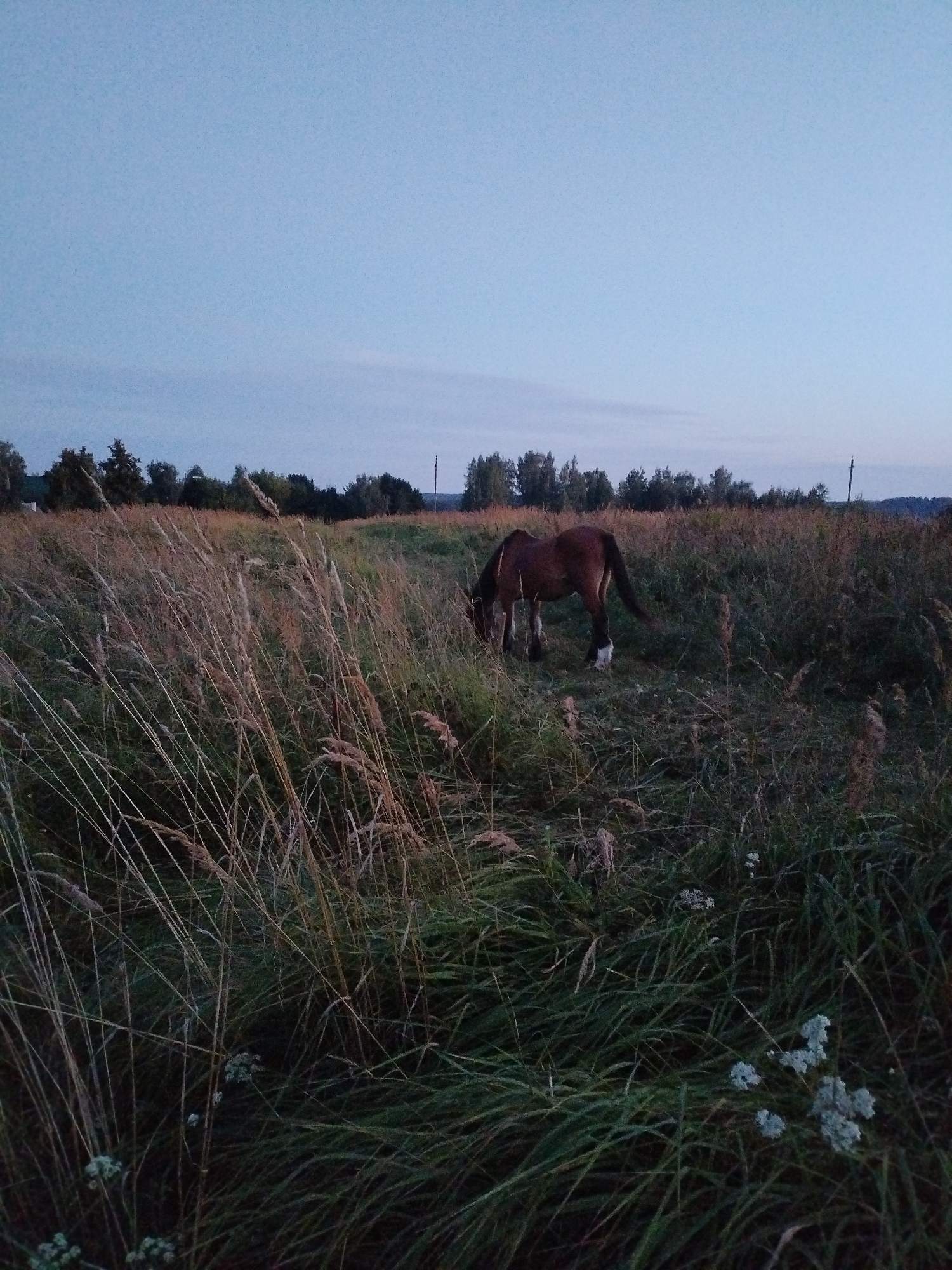 A brown horse with white markings on its legs grazes in a field of tall grass and weeds. The sky is a pale blue, indicating either early morning or late evening. In the background, a line of trees is visible, with a single utility pole standing among them. The overall scene is serene and rural.