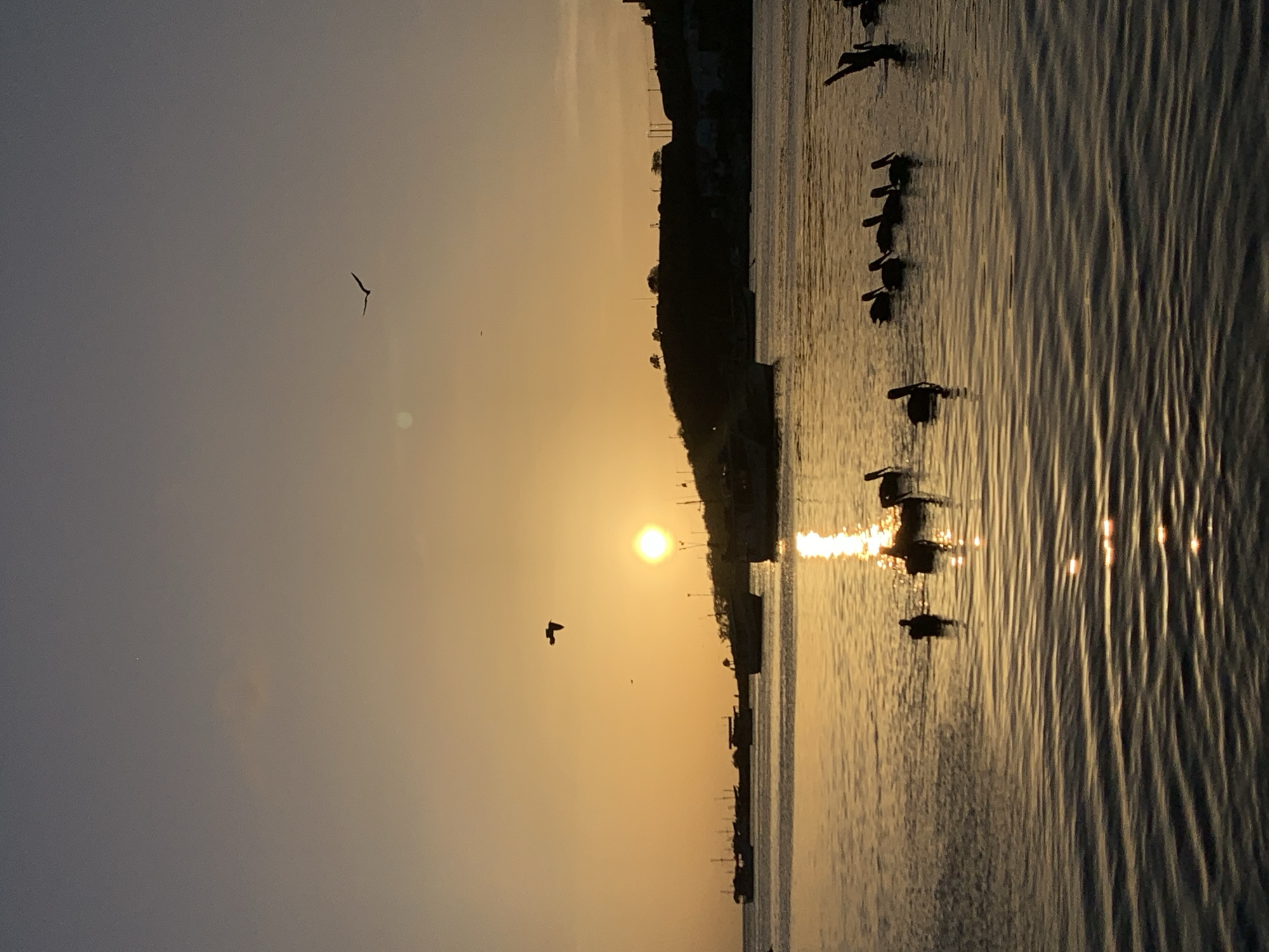This is a wide shot of a body of water at sunset, likely in Juan Griego, Venezuela. The sun is low on the horizon, casting a warm, golden glow across the scene. Silhouettes of several boats are visible in the middle ground, anchored in the water. In the foreground, a flock of pelicans is swimming and wading, their dark shapes stark against the shimmering water. A bird is flying in the sky. The background features a silhouetted hilly coastline with some structures.
