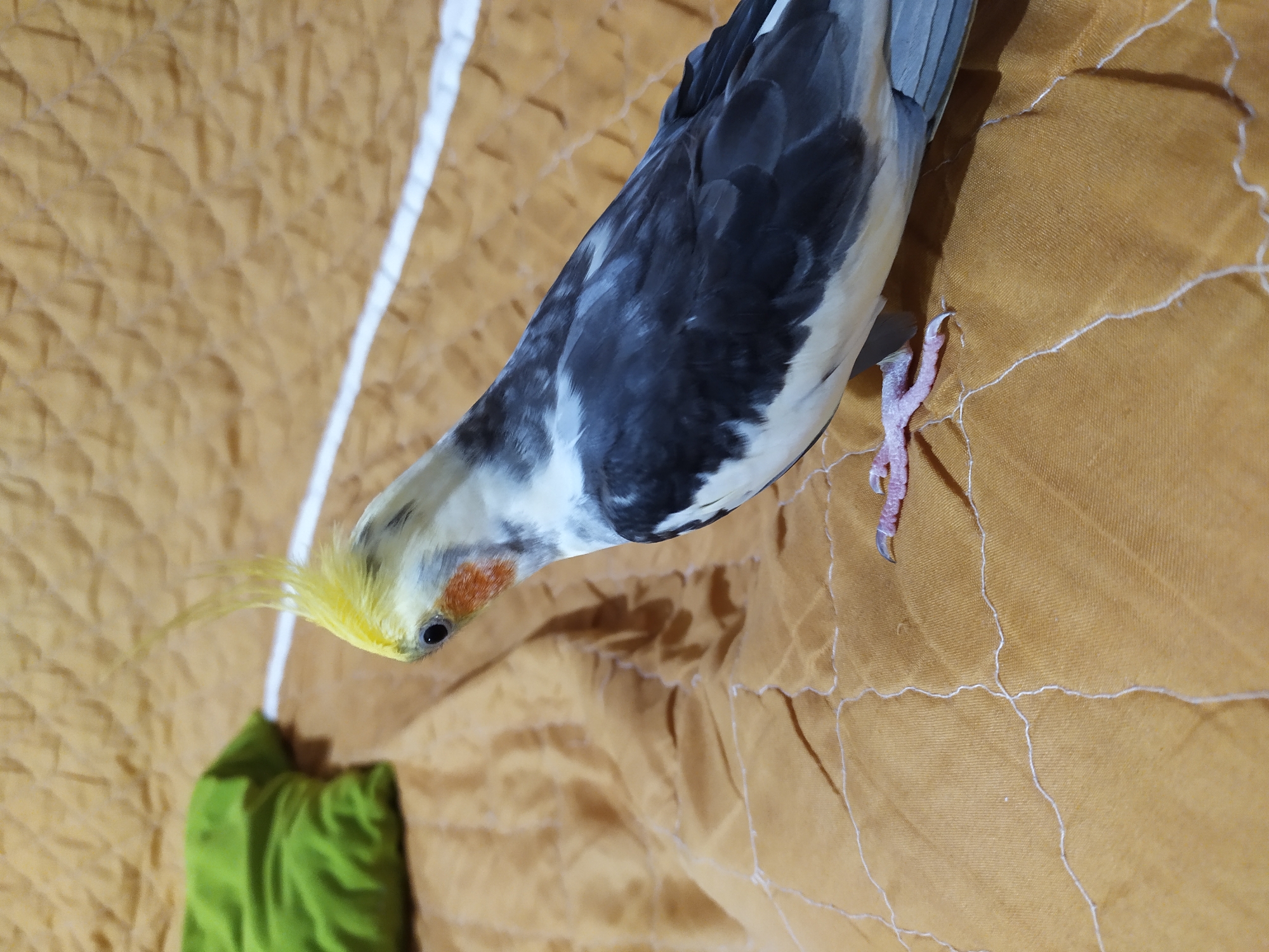 A cockatiel with gray and white feathers and a yellow crest stands on a mustard-yellow quilted surface. A green pillow is visible in the background. The scene is likely indoors, as indicated by the quilted surface and pillow. There is no indication that this scene is located in the city of Bilajari, Azerbaijan.