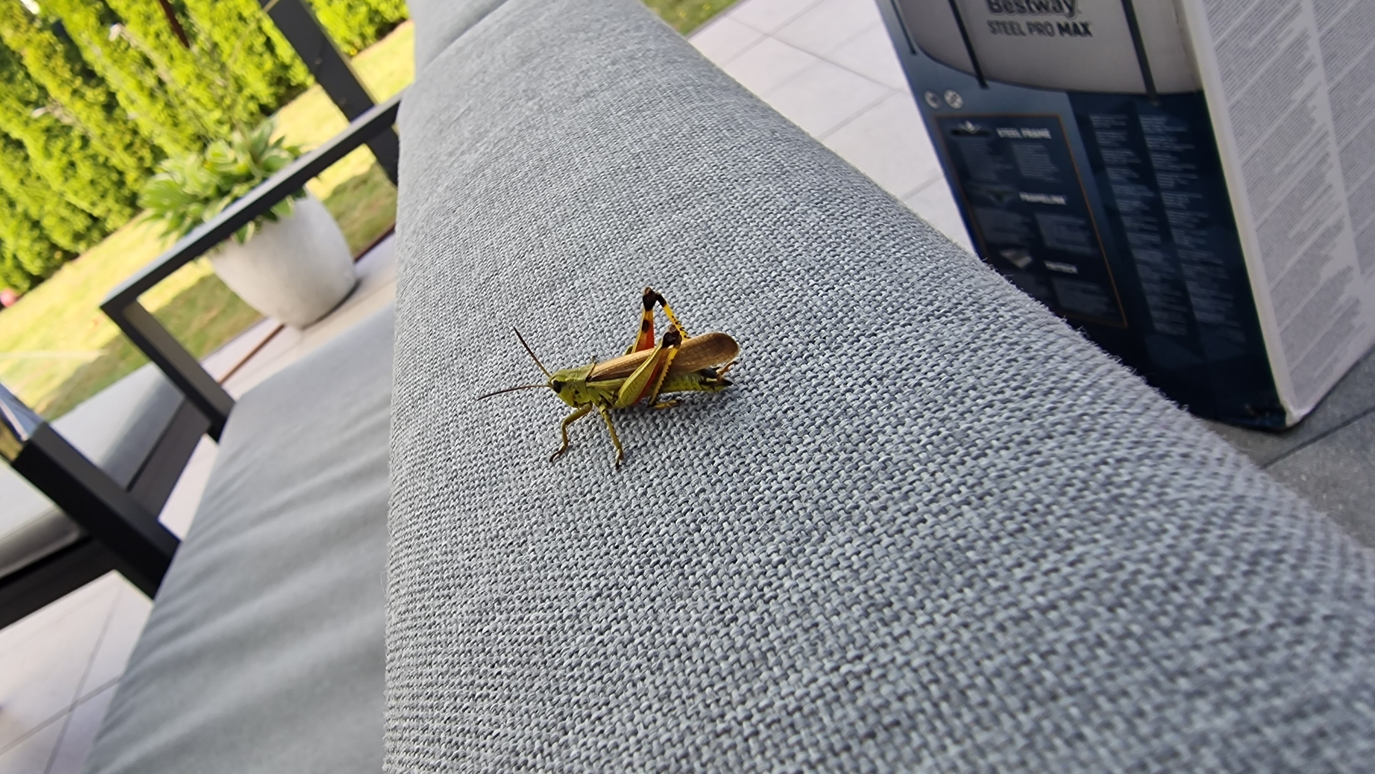 A grasshopper is perched on a gray, textured outdoor sofa. The grasshopper is green with reddish-orange markings on its hind legs. Behind the sofa, a potted plant is visible, and beyond that, a hedge and lawn suggest an outdoor setting, possibly a garden or patio. To the right, a portion of a cardboard box with text and branding is visible. The scene is outdoors during the day, under natural lighting. The image does not contain any specific visual cues to place it within the city of Bielefeld, Germany.