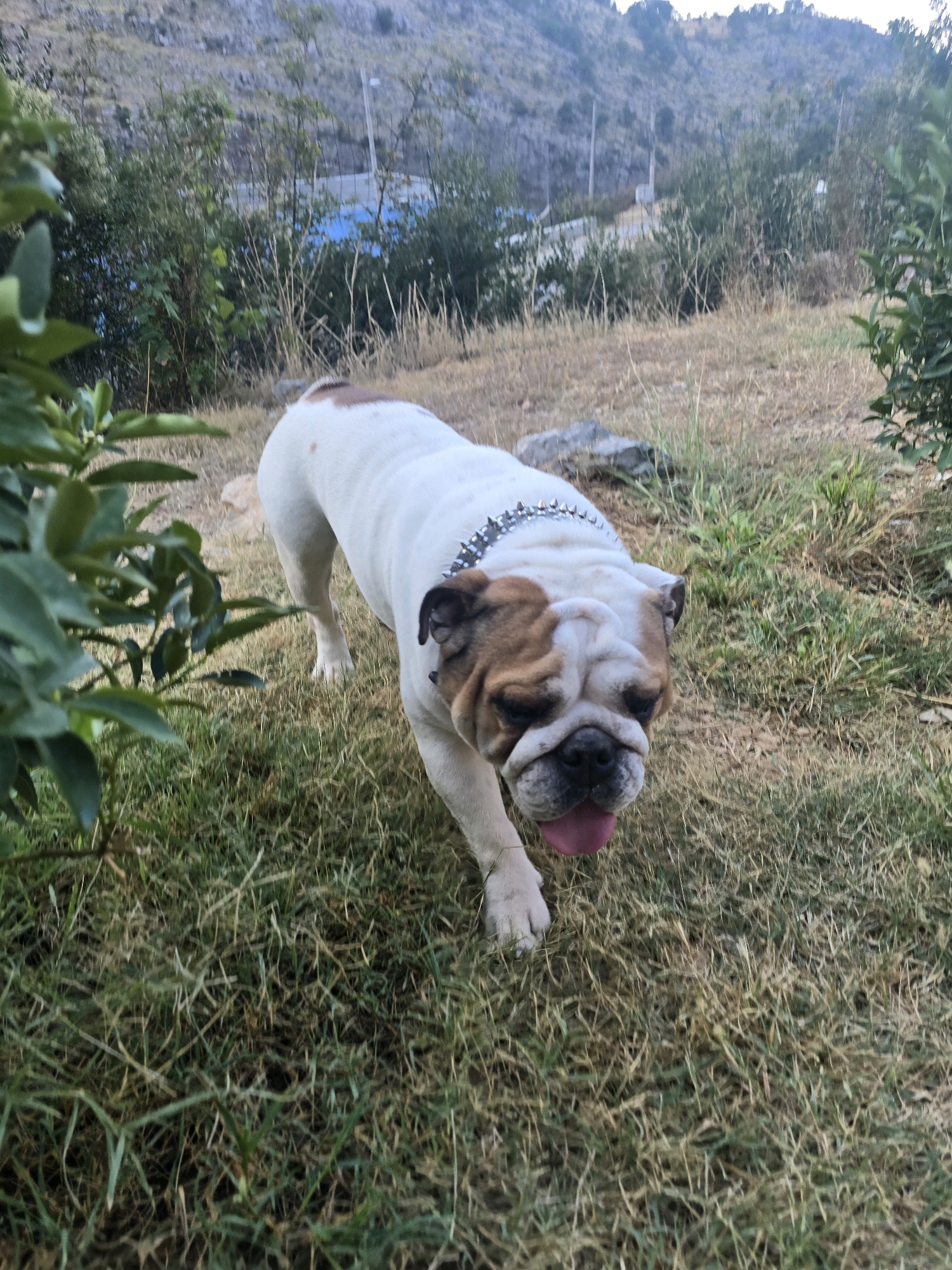 An English bulldog walks on a grassy incline in an outdoor setting. The dog has white fur with brown markings around its face and ears, and it wears a spiked collar. Its tongue is pink and slightly extended. The background shows a rocky hillside with sparse vegetation and some buildings, one of which appears to have a blue roof. In the foreground, lush green leaves from a plant partially obscure the view on the left. The ground is covered with dry grass and scattered small rocks.