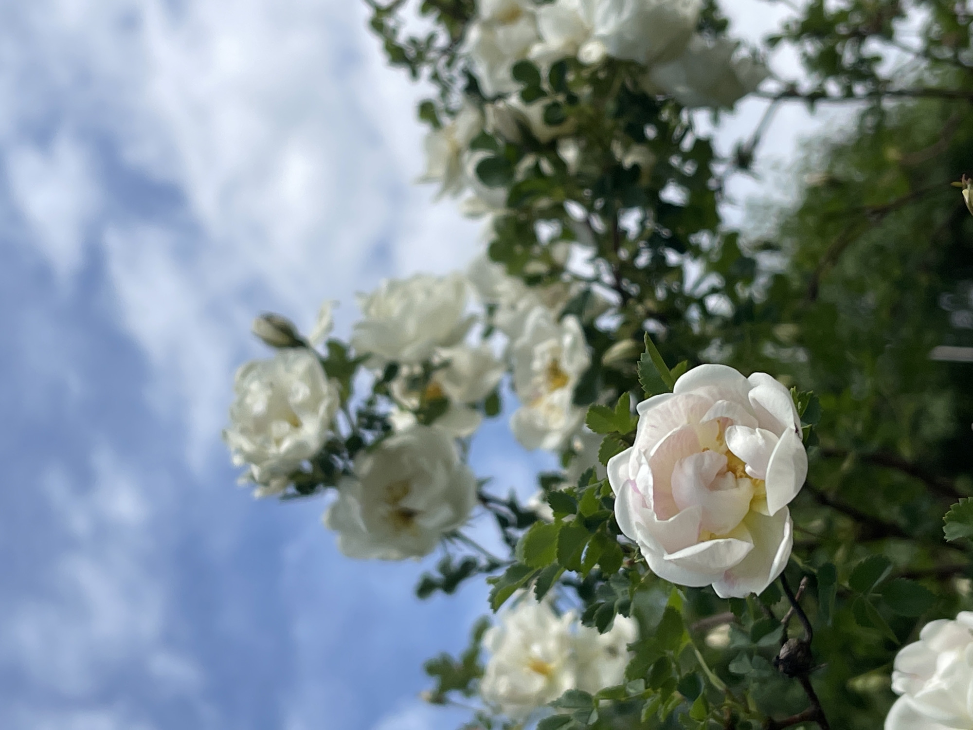 The image shows white roses in bloom against a backdrop of a partly cloudy blue sky. The roses are positioned in the foreground and midground, with green foliage visible amongst the flowers. The location is Zhigalki, Russia.