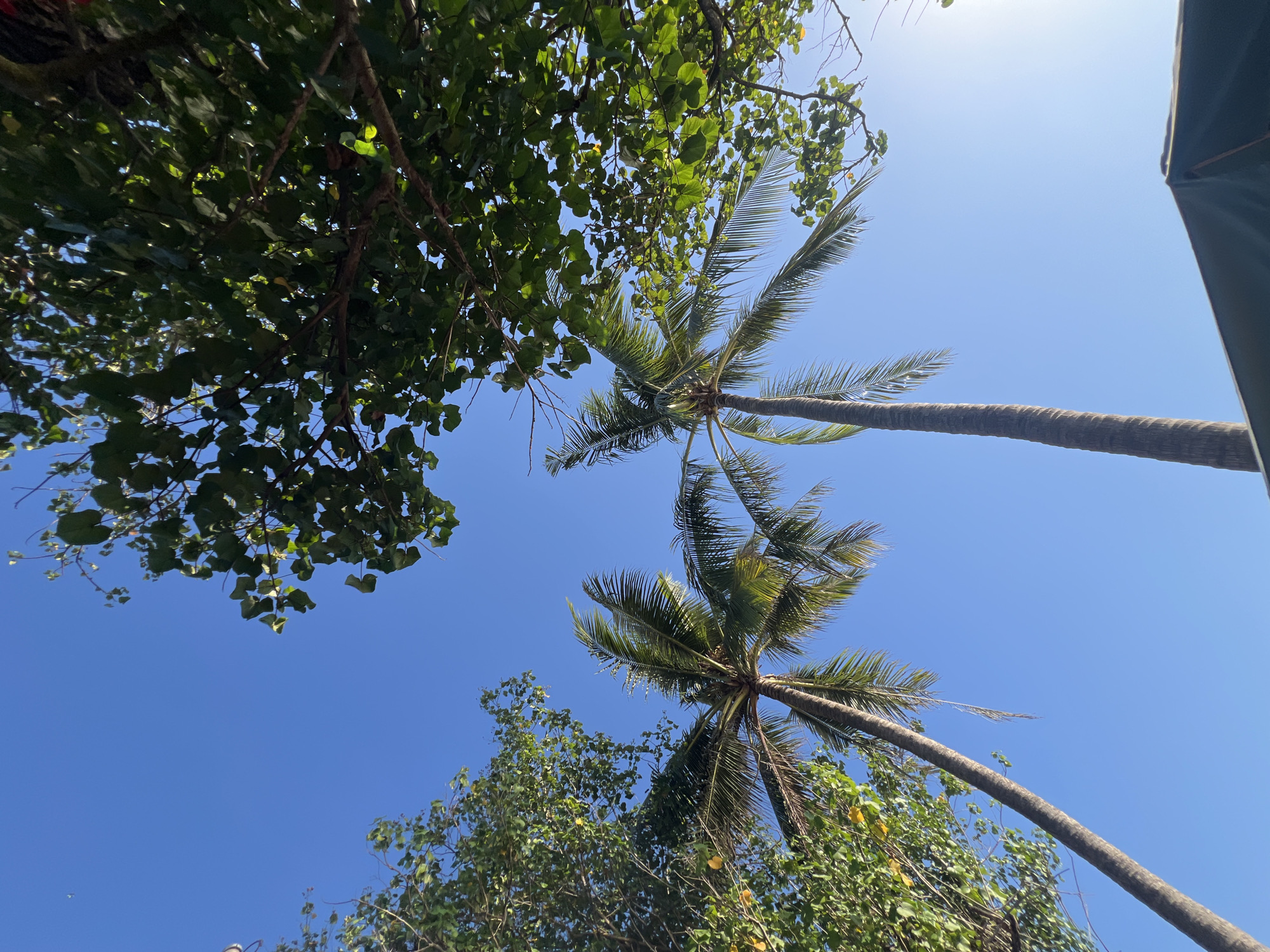 This is a low-angle shot of two palm trees against a clear blue sky in Kuta, Indonesia. Lush green foliage from other trees frames the top of the image. The palm trees are tall and slender with their fronds reaching outwards. A portion of a dark green tent is visible in the lower right corner of the frame. The sun is bright, creating a lens flare in the upper right quadrant of the sky. There are no people visible in the image.