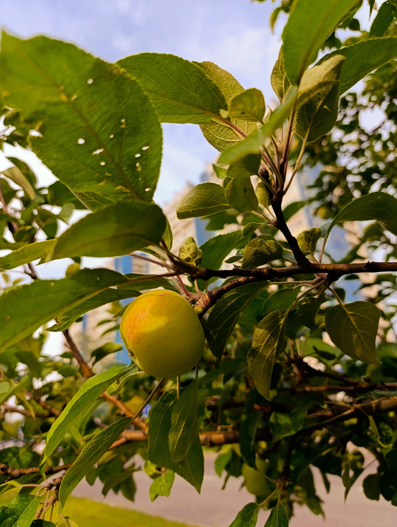 An apple hangs on a tree branch, partially lit by sunlight. The apple is green with a red blush. Green leaves surround the apple. In the background, a blurred modern building with blue-tinted windows stands against a cloudy sky. The scene appears to be an outdoor setting, possibly a park or residential area, in Moscow, Russia.
