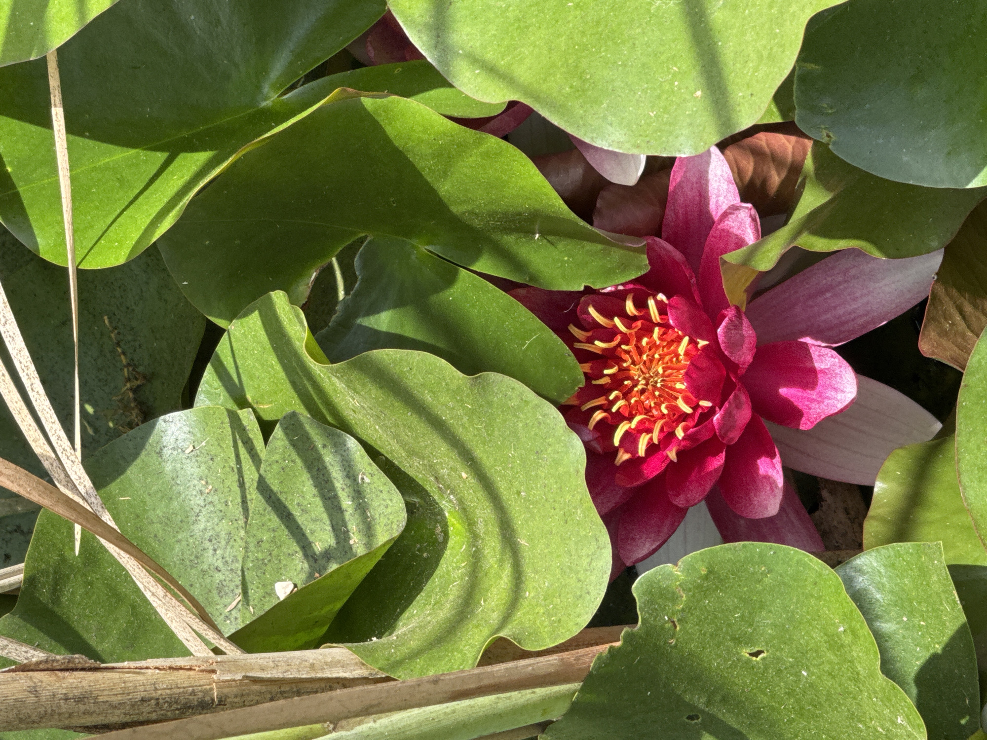 A close-up, high-angle shot captures a vibrant pink water lily surrounded by large, glossy green lily pads. The flower is in full bloom, its petals a deep fuchsia with lighter pink tips, revealing a complex center of yellow stamens. Sunlight casts dappled shadows across the scene, suggesting a bright, sunny day. Several dry, straw-like stems are visible at the bottom and left of the frame, adding a natural, somewhat wild texture. The water beneath is not visible, the focus being solely on the aquatic plant life. The image conveys a sense of natural beauty and tranquility. It is likely located in a pond or still body of water in Gandia, Spain, given the context. No text is visible in the image.