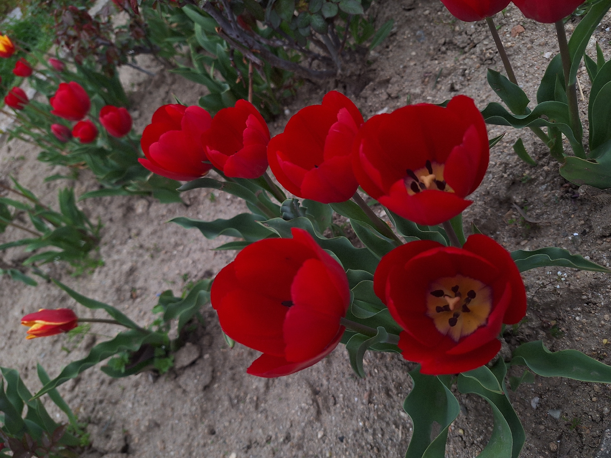 This media file captures a vibrant display of red tulips in a garden bed, likely taken during springtime in Panagyurishte, Bulgaria. The foreground is dominated by a cluster of several red tulips, some fully open to reveal striking yellow and dark brown/black centers composed of stamens and pistils. Other tulips appear partially closed, showcasing their rich, deep red petals.
The tulips are set against a backdrop of light brown, sandy soil, which appears loose and contains small stones. Green, broad leaves, characteristic of tulip plants, frame the flowers and extend throughout the image, grounding the composition. In the mid-ground and background, more red tulips, some still budding or partially open, can be seen, along with hints of other green foliage and possibly woody stems from different plants. Notably, one tulip in the background features a bicolor red and yellow bloom.
The scene suggests an outdoor setting in a garden or flower bed. The lighting is soft and diffused, indicating either an overcast day or possibly early morning/late afternoon, as there are no harsh shadows. There are no people or animals visible, and no specific activity is taking place beyond the natural state of the flowers in bloom. No text is present in the image. The overall impression conveyed is one of natural beauty and the freshness associated with the blooming season.