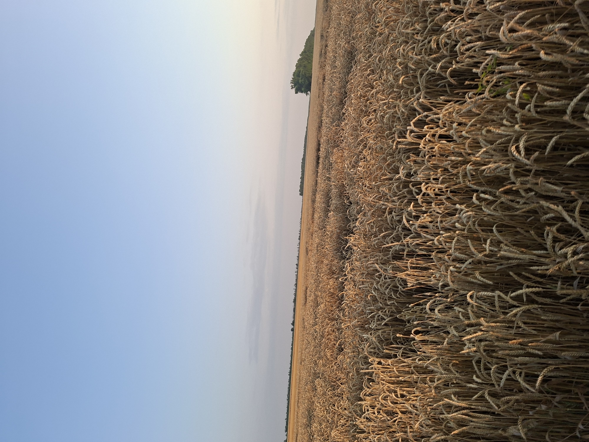 The image depicts a vast field of ripe wheat under a clear blue sky. The wheat stalks are a golden-brown color, indicating they are ready for harvest. In the distance, a line of trees can be seen forming the horizon. The lighting suggests it is either early morning or late afternoon, as the sun casts a warm glow on the field. There are no people or animals visible in the frame. The scene is serene and natural, characteristic of rural landscapes. The location is identified as Gorkovskiy, Russia.