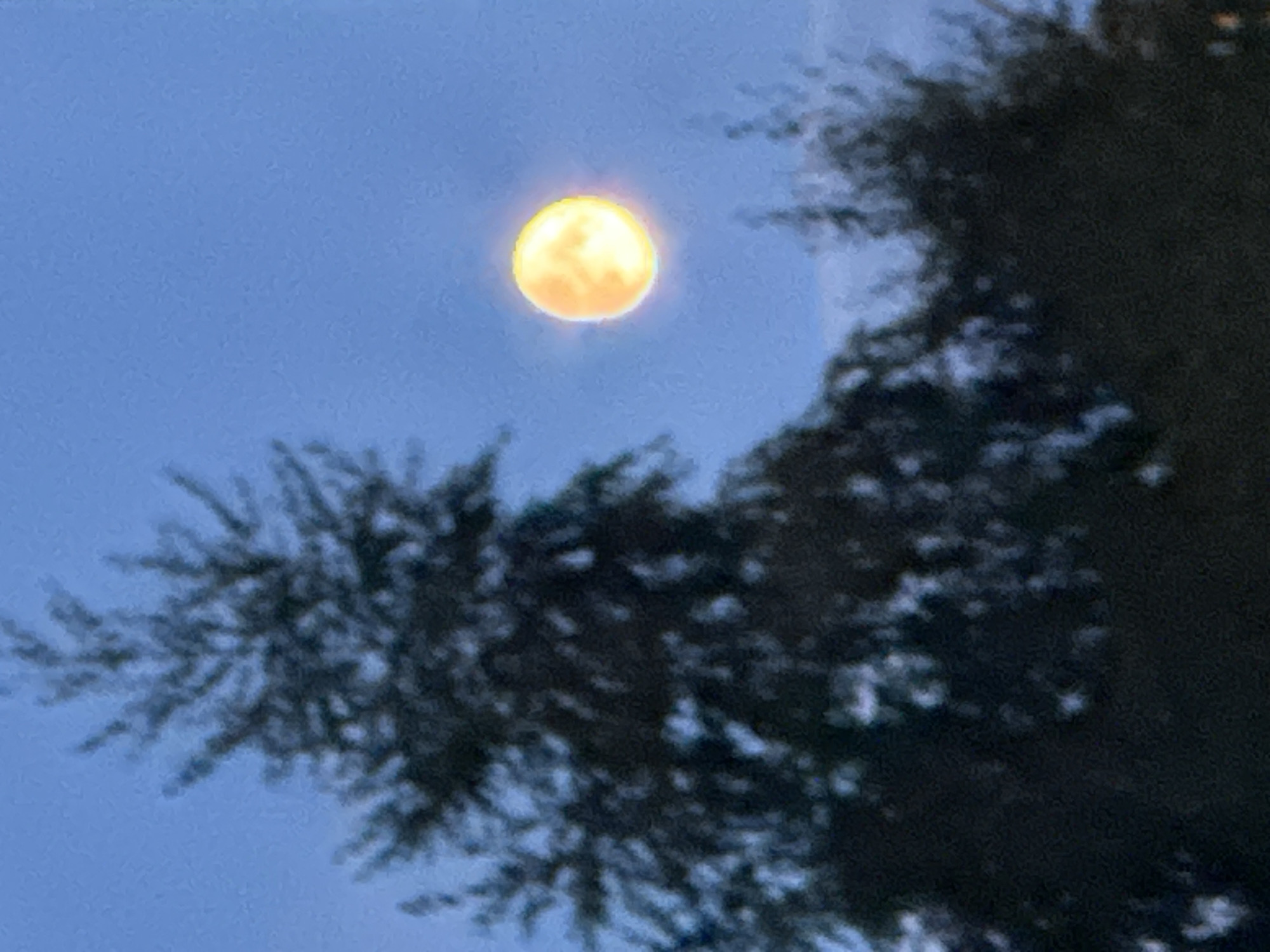 A bright, glowing full moon is visible in a dusky blue sky, slightly off-center to the right. In the foreground, silhouetted against the sky, are the dark branches and foliage of trees, appearing blurred due to the low light conditions and focus. The overall scene suggests an outdoor setting, possibly in a park or residential area within the city of Podolsk, Russia, during twilight or early evening.
