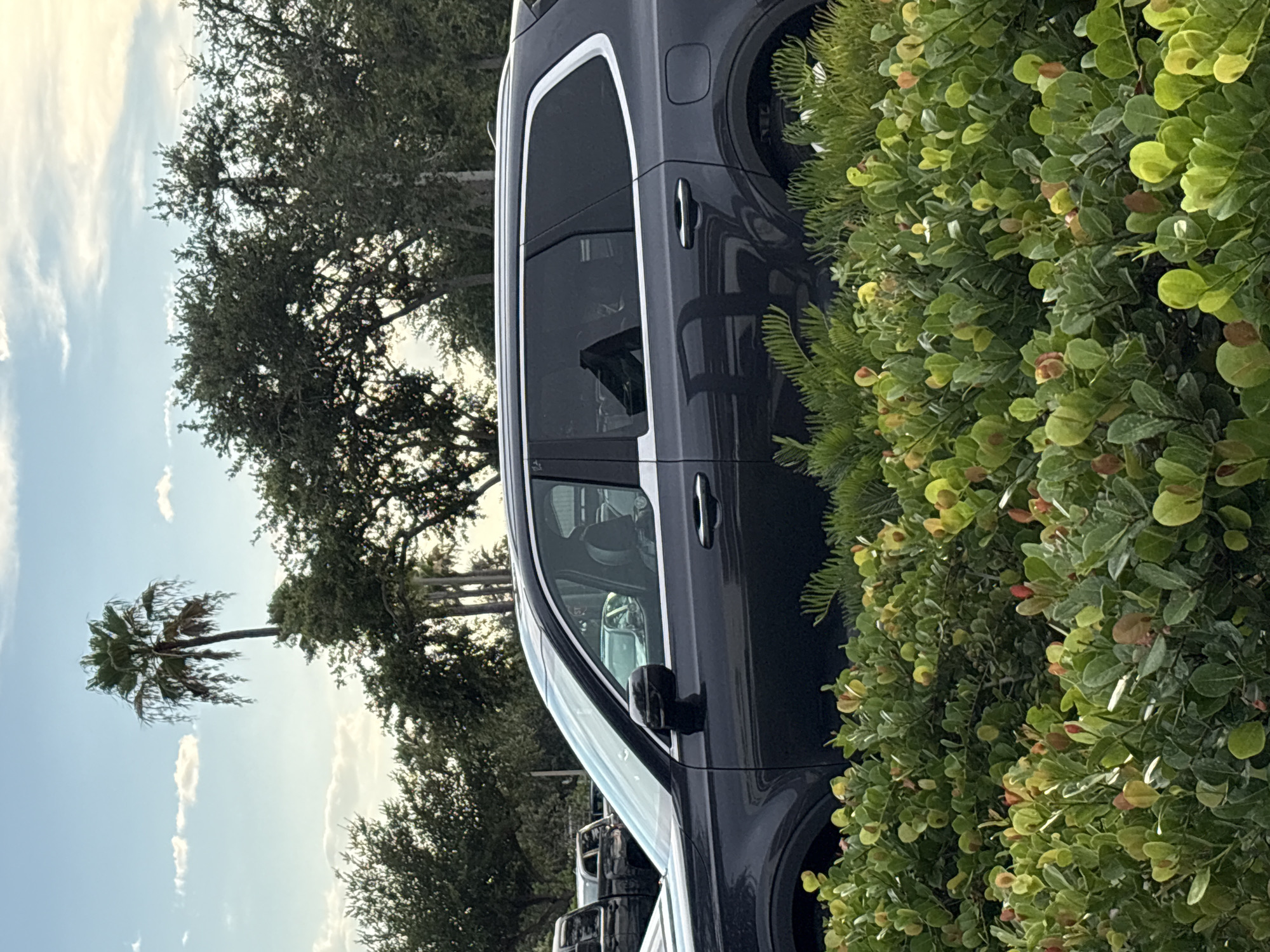 The image is a medium shot, captured from a low angle, of the side of a dark gray SUV parked behind lush green foliage in Venice, Florida. The SUV's windows are tinted, and a person's silhouette is visible in the driver's seat. The background shows trees and a palm tree against a cloudy sky with hints of sunset. The foliage in the foreground is dense, with small green leaves and some reddish new growth. A partial view of another dark-colored vehicle and part of a silver pickup truck is visible behind the SUV on the left side of the frame. The image appears to be taken outdoors during daylight hours, likely in the late afternoon or early evening due to the lighting and sky conditions.