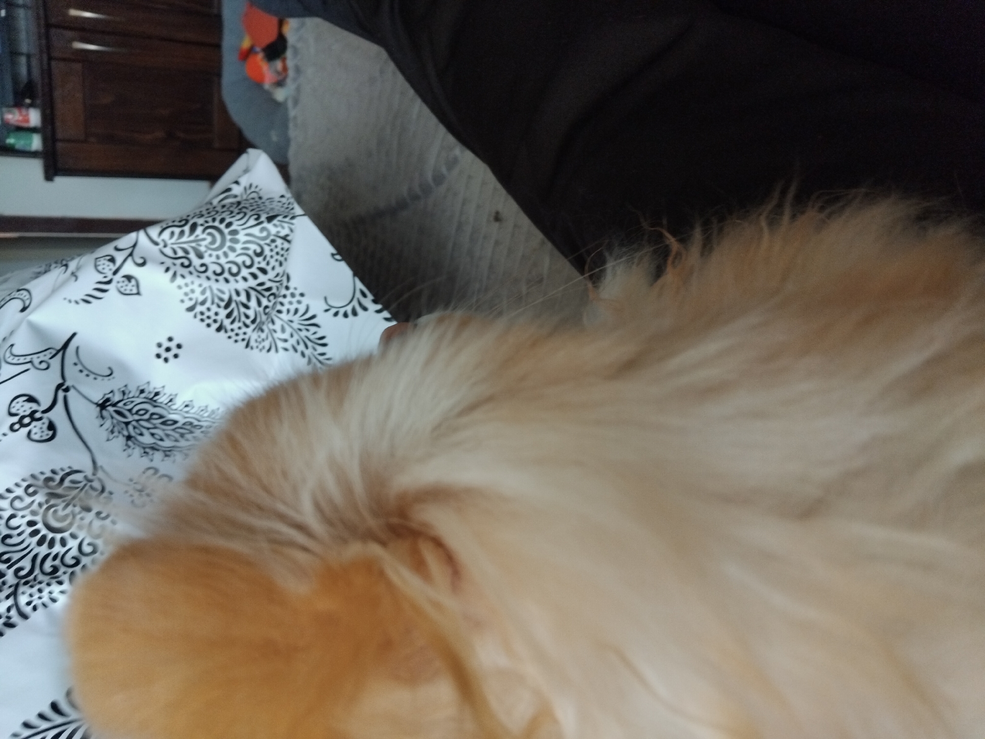The image shows a close-up of a golden retriever dog resting its head on a white pillow with a black floral pattern. The background includes a dark-colored pair of pants/leggings, and a wooden cabinet is partially visible in the upper left.
The location in the city of Apriltsi, Bulgaria is unknown. There is no evidence that can prove that this image was taken in Apriltsi, Bulgaria.