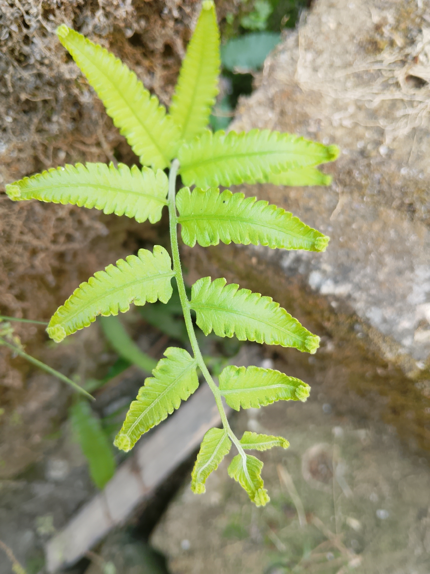 In Kasiman, Indonesia, a close-up shot focuses on a vibrant green fern frond emerging from the rocky terrain. The fern's delicate, serrated leaves are illuminated by soft light, revealing intricate venation and a slightly fuzzy texture at the tips. The background is a natural blend of earthy tones, with rough-textured rocks and out-of-focus greenery suggesting a humid, outdoor environment.