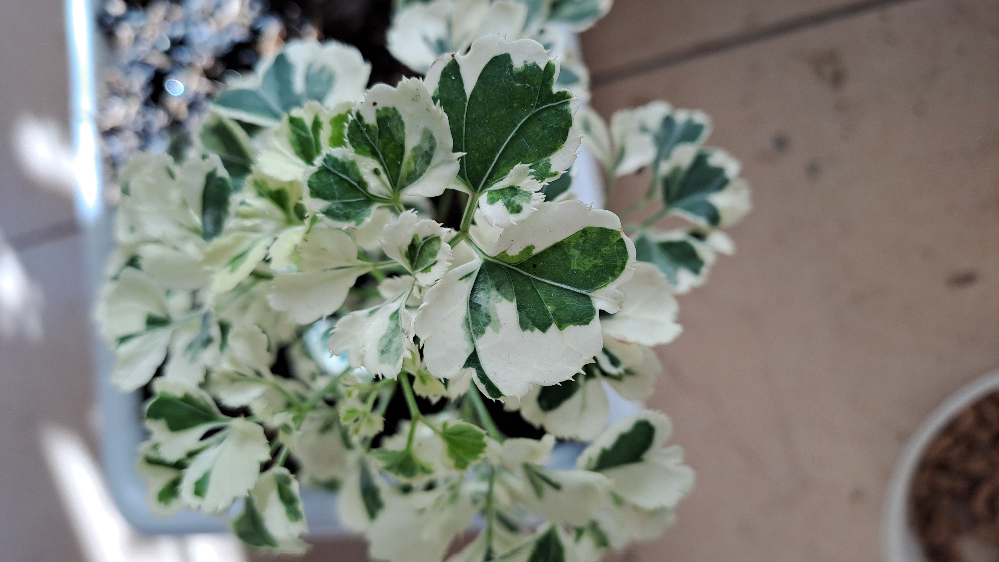 A close-up, overhead shot captures a variegated plant with green and white leaves. The plant is in a white pot, which is partially visible. The background is blurred, but appears to be a tiled surface, possibly a patio or floor. The lighting suggests an outdoor setting, possibly in the city of Lhokaweawe, Indonesia, with sunlight casting dappled shadows on the plant and its surroundings. No people are present in the image.