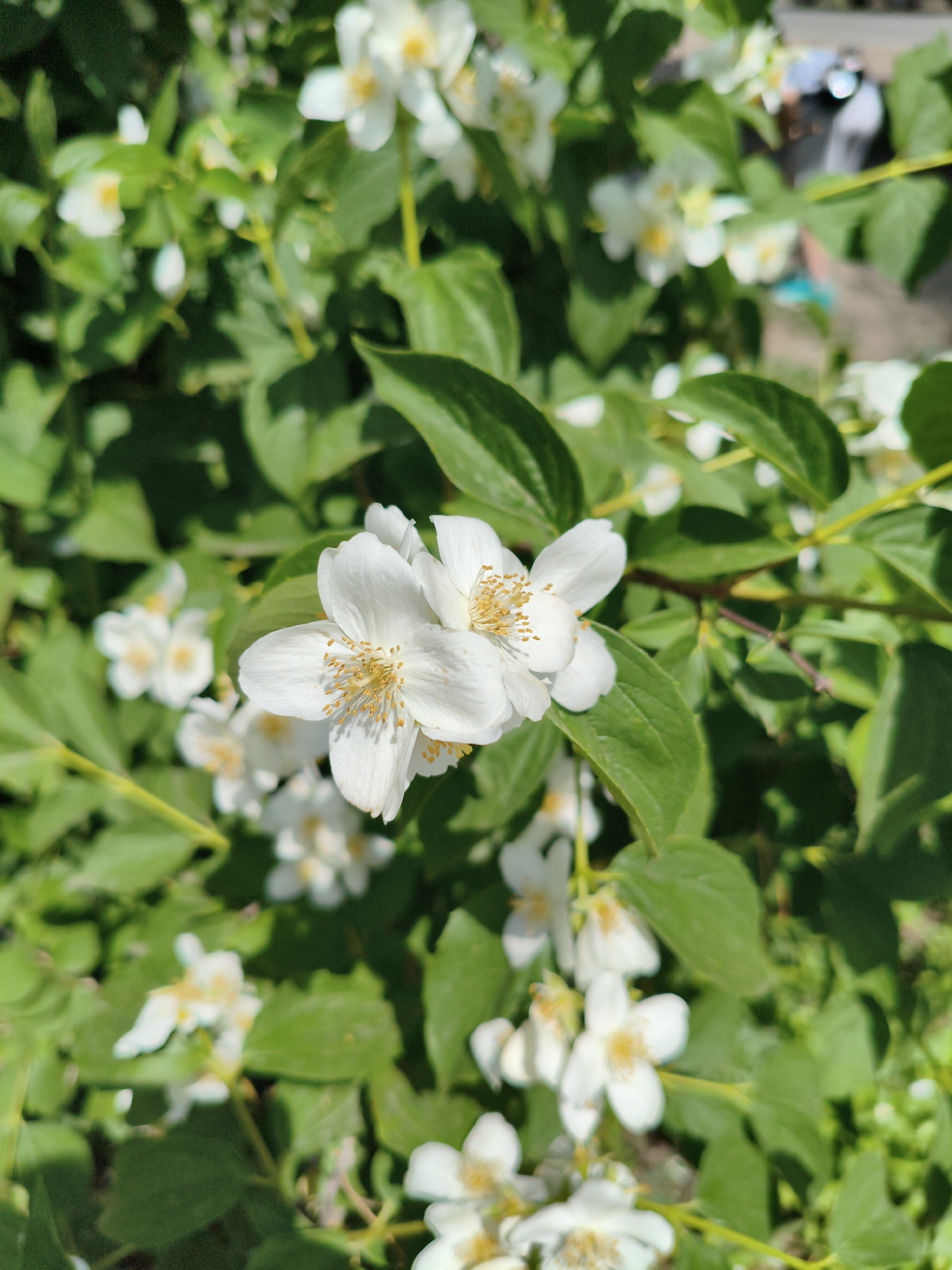 The image is a close-up, eye-level shot of several white jasmine flowers with yellow stamens, blooming on a green bush. The flowers are in sharp focus, while the background is a blur of green leaves and foliage, with hints of what appears to be a paved area and distant figures in the upper right corner. The lighting suggests it is daytime, with the sun casting shadows. The scene depicts a natural element within an urban setting, likely a park or garden. The image does not contain any specific landmarks that would identify it as being in Orenburg, Russia.