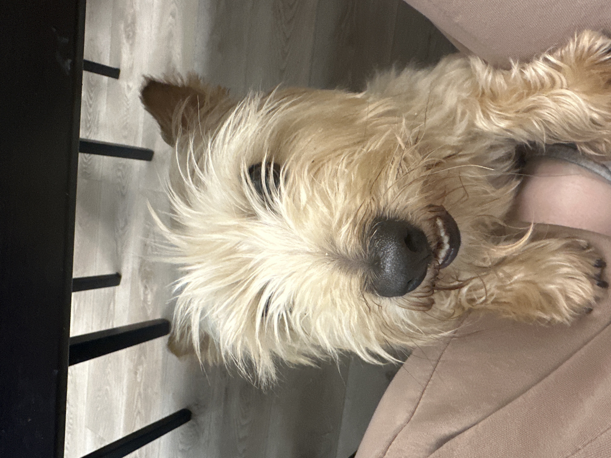 A tan-colored terrier-type dog is positioned upside down, its head tilted towards the camera, beside a person wearing tan-colored clothing. To the left is a portion of a black chair. The floor is light-colored wood. The precise location in the city of Sloboda Staraya, Russia, is not determinable from this image.