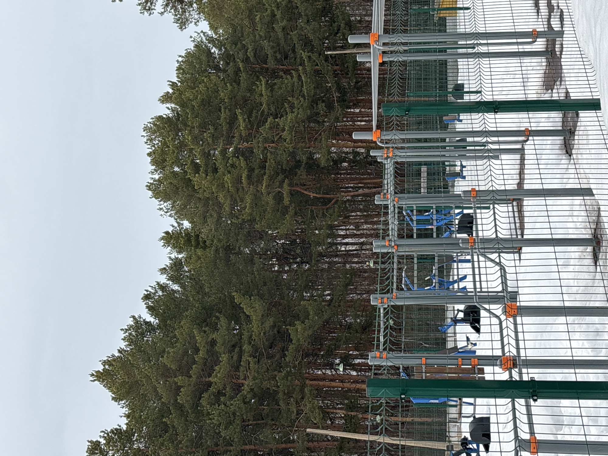 The scene is an outdoor public fitness area located in Chaikovsky, Russia, observed under winter conditions. The ground is covered with white snow, with areas of melted snow exposing darker earth beneath. A grey wire mesh perimeter fence, featuring green and grey vertical posts with orange mounting elements, extends across the lower half of the image. Beyond this fence, multiple pieces of blue and grey outdoor exercise equipment, partially obscured by snow, are visible. The background is dominated by a dense coniferous forest, consisting of tall pine trees with dark green needles and visible brown trunks. Several light-colored fixtures are observed mounted within the forest. A singular wooden pole leans on the far left. The sky is uniformly overcast and light gray. No persons are present in the frame.