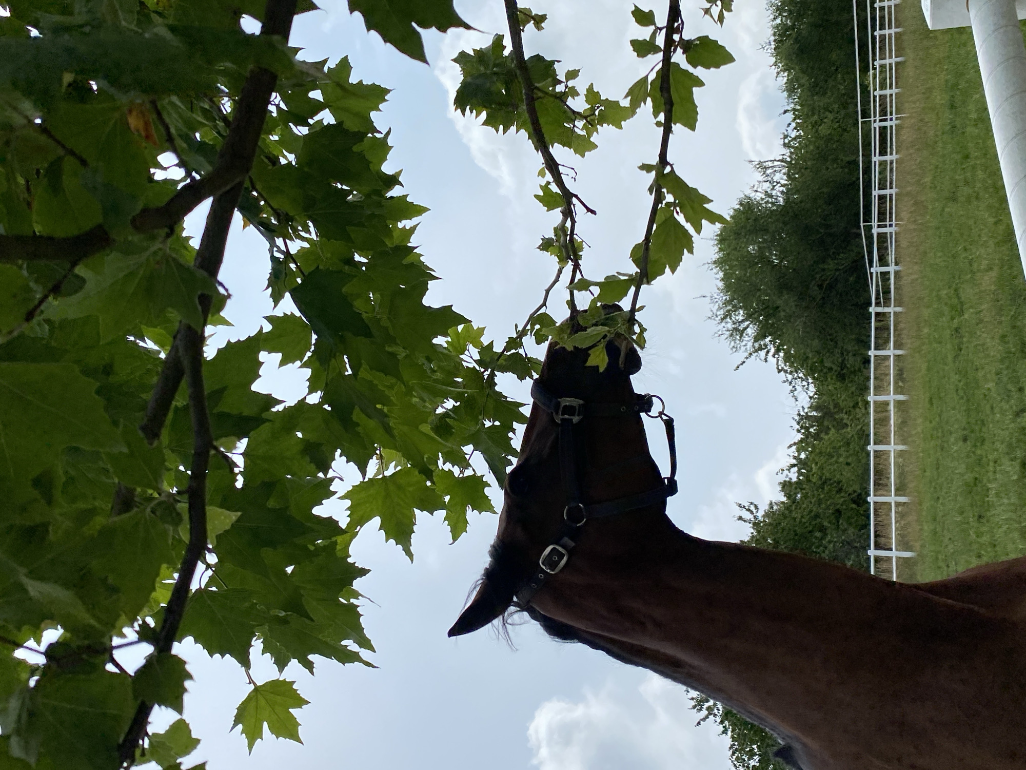 The image shows a brown horse grazing on leaves from a tree. The horse is wearing a bridle. The horse is in a grassy enclosure with a white fence in the background. There are trees and bushes behind the fence. The sky is cloudy. This scene is likely located in a rural area, possibly on a farm or equestrian center. It is not possible to determine the exact location in the city of Buk, Poland from the image alone.