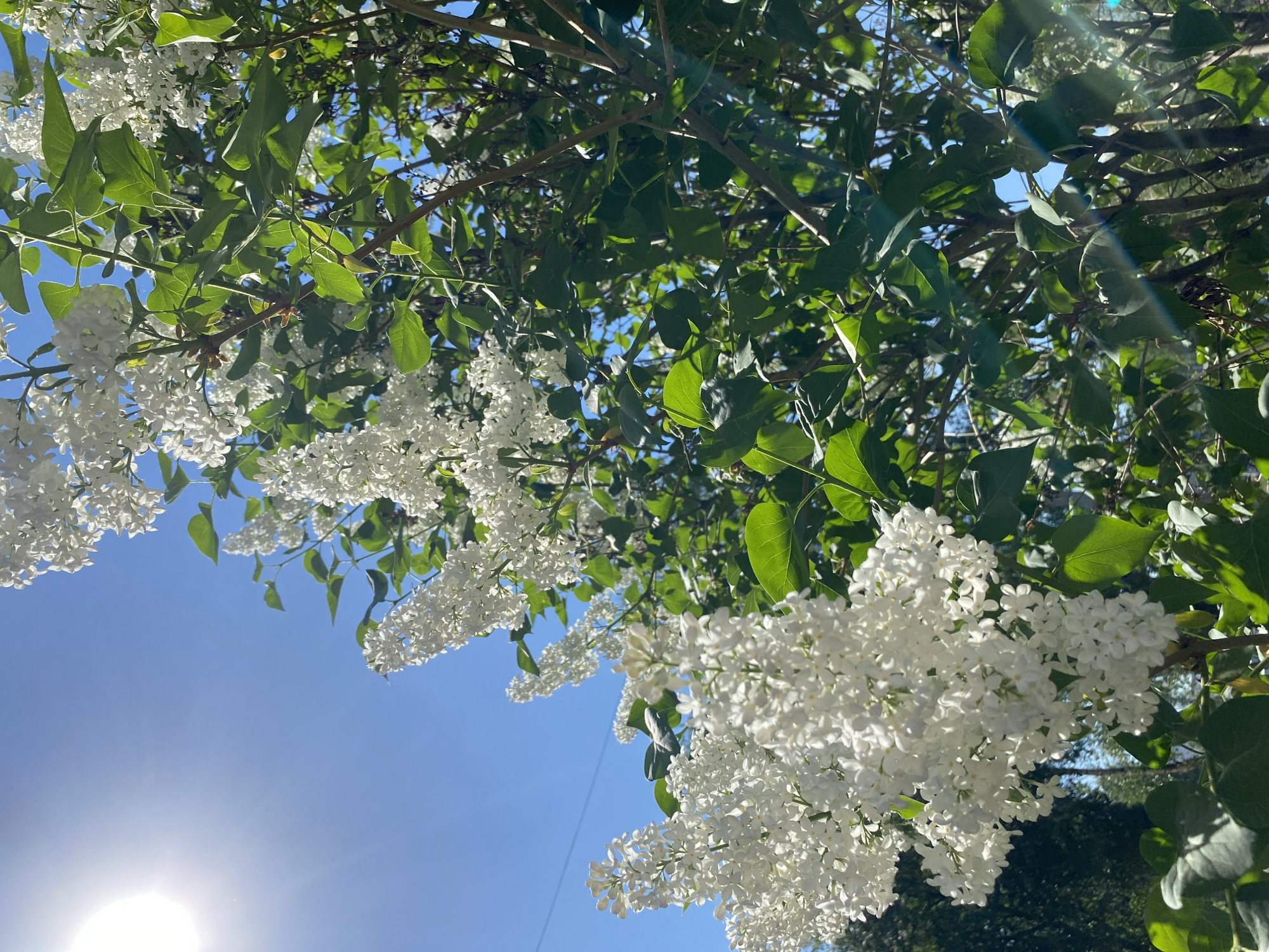 The image is a low-angle shot of white lilacs blooming under a clear blue sky, presumably in Unknown, Unknown. The sun is visible as a bright point of light in the lower left corner. Green leaves are interspersed among the branches and flower clusters. The composition suggests a tranquil, sun-drenched outdoor setting.