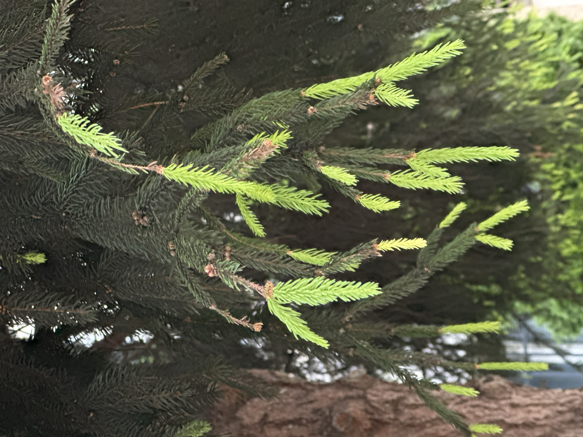 A close-up shot reveals a section of an evergreen tree, possibly a spruce or fir, with fresh, vibrant green growth at the tips of its branches. The older needles are a darker green, contrasting with the lighter new growth. The bark of the tree is visible in the lower portion of the frame. The location of the image is Lovech, Bulgaria, but there is no information available about the image's specific location within the city, the presence of people, or any other actions or interactions.