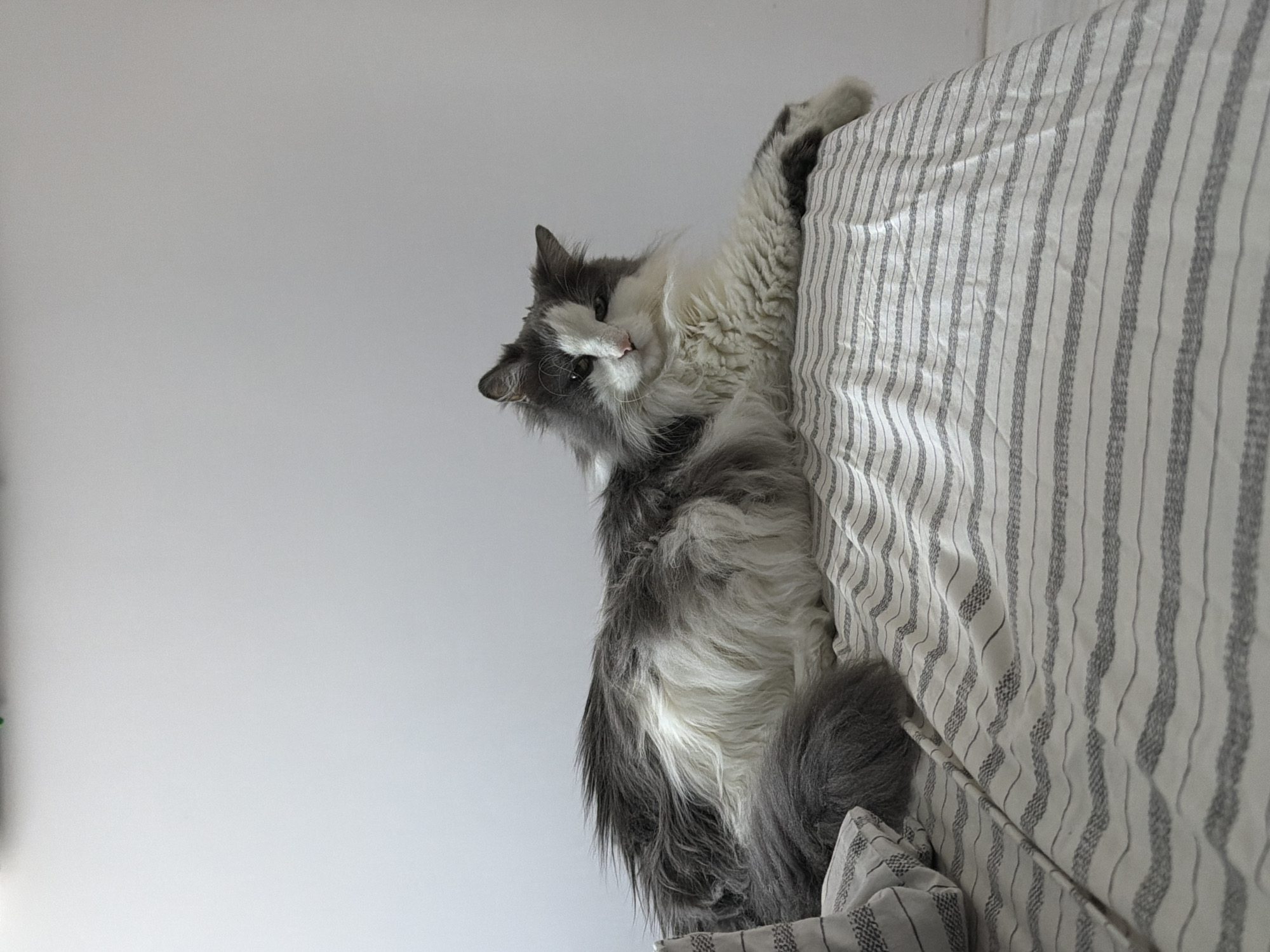 A medium-shot photograph shows a grey and white cat clinging to the side of a bed or mattress with striped bedding. The cat is mostly in focus with the background out of focus. The camera angle is low, looking up at the cat and the bed. The top left corner of the image is white, suggesting a ceiling. There are no people present. The location cannot be determined from the image, so the city of Chaikovsky, Russia is not relevant.