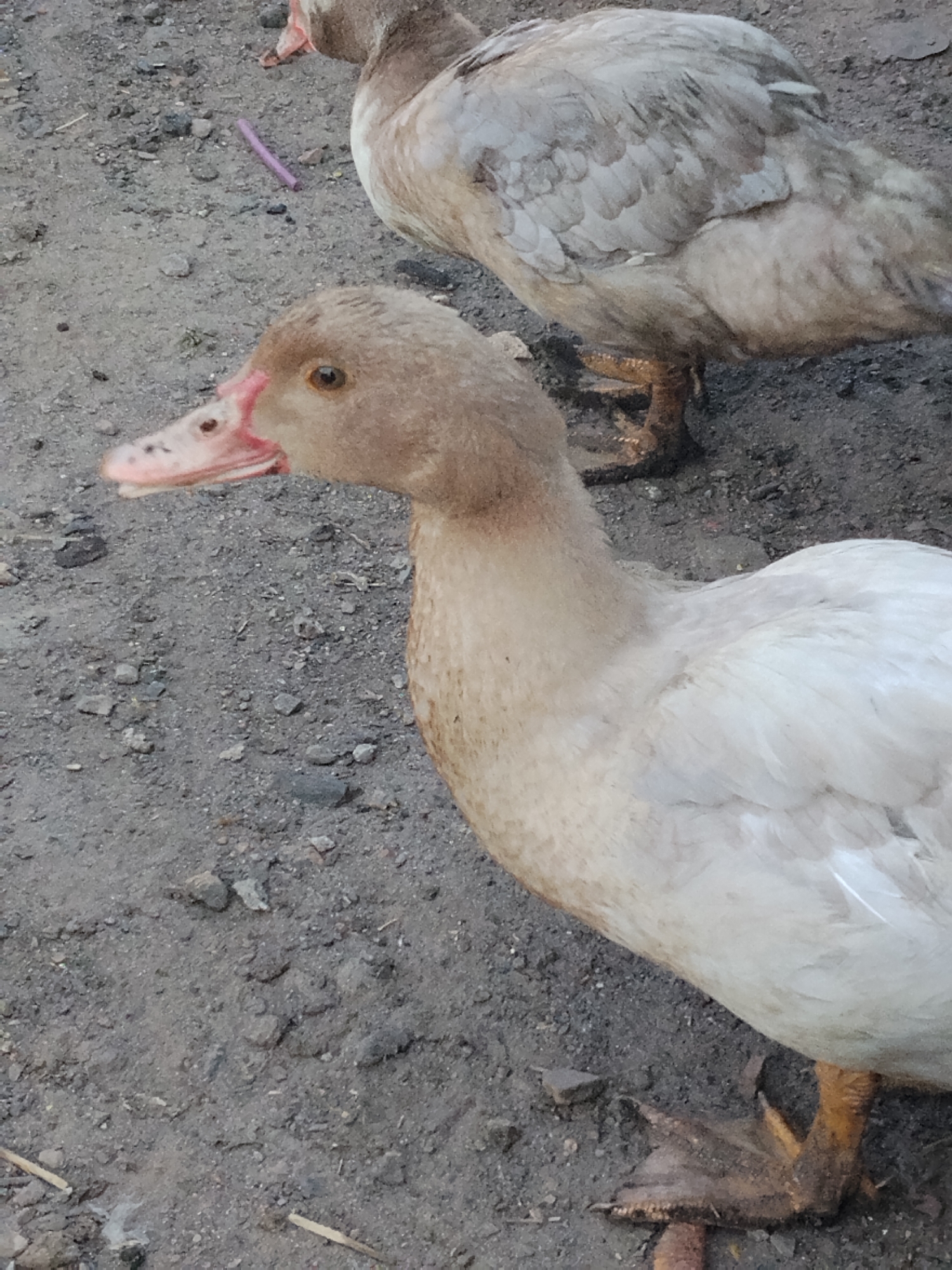 This image shows two ducks standing on dirt and gravel. One duck is in the foreground, facing left and slightly towards the camera. It has light brown feathers on its head and neck, and white feathers on its body. Its beak is pink with darker spots. The second duck is in the background, mostly obscured by the foreground duck, and appears to have light brown and gray feathers. The ground is covered in loose dirt and small stones. A thin, purple object, possibly a piece of plastic, is visible on the ground between the two ducks. The scene appears to be outdoors, possibly in a rural or backyard setting. There is no information to suggest this image is located in Ustyvytsia, Ukraine.