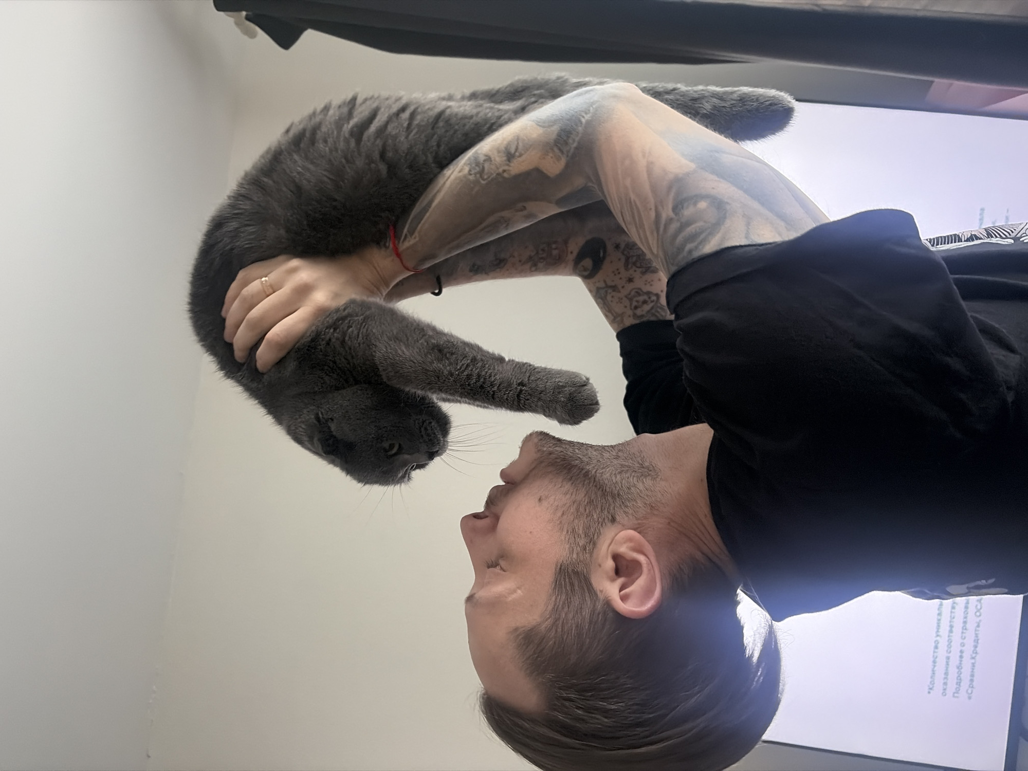 The image depicts an indoor scene where an adult male is holding a grey cat aloft. The male, positioned in profile facing left, has short dark hair, light facial stubble, and extensive tattoos covering both forearms and biceps. He is wearing a dark, short-sleeved t-shirt and a red string bracelet on his right wrist. His head is tilted back, looking upwards towards the cat. The cat, appearing to be a Scottish Fold or British Shorthair due to its features, is held by its torso with both hands. A gold-colored ring is visible on the ring finger of the male's right hand. The cat is looking downwards, towards or past the male's face. The background shows a plain, light-colored wall. To the lower left, a large screen (likely a television or monitor) displays text in Russian, including fragments such as "Количество уникальных", "Подробнее о страховы", and "«Сравни.Кредиты, ОСА", suggesting a financial or service advertisement. A dark, vertical element is partially visible on the far right. The exact location within Saint Petersburg cannot be determined from the provided image; however, the Russian text confirms a Russian-speaking environment.