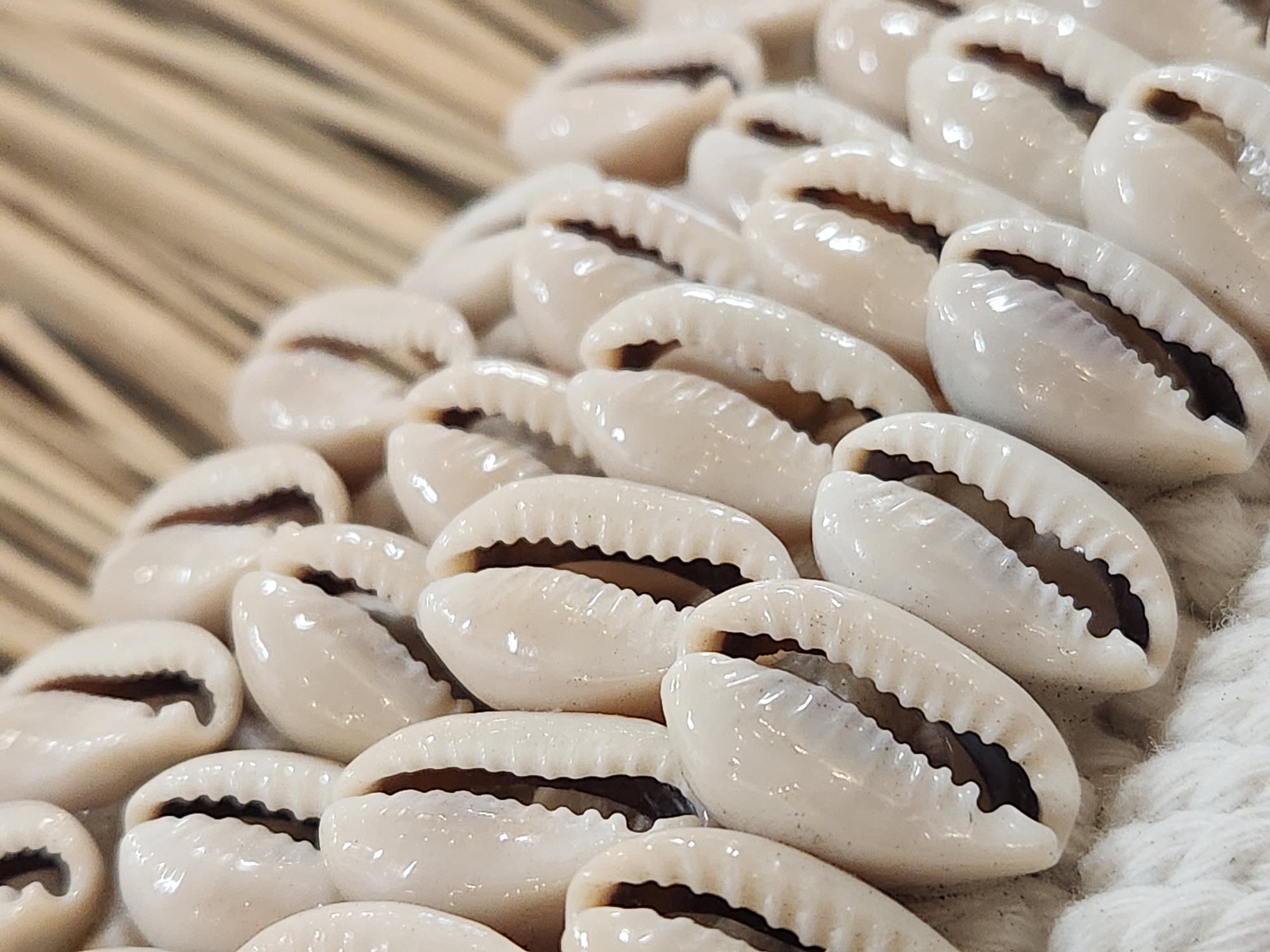 The image shows a close-up, angled view of a collection of cowrie shells, arranged in a dense pattern on a textured surface that appears to be white rope or fabric. The shells are creamy white with a smooth, slightly glossy finish, and their characteristic dark openings are visible. The shells are tightly packed, creating a layered effect. In the background, out of focus, are strands of light brown material, possibly straw or reeds, running diagonally.
There is no indication of a specific location in Maitland, United States of America, or any people, actions, or interactions. The image is purely a still life composition of the shells and background elements.