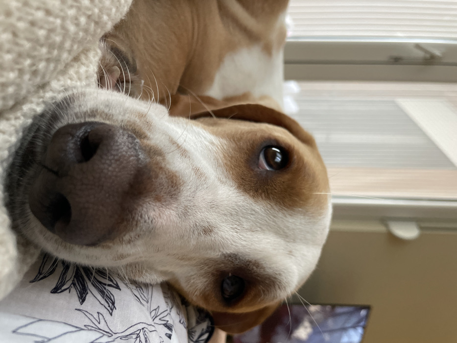 A close-up indoor photograph depicts a domestic dog in Budva, Montenegro. The animal, exhibiting white fur with reddish-brown patches on its head and body, lies with its head centered in the frame. Its dark, wet nose is prominent, framed by visible white whiskers. The dog's large, dark eyes reflect ambient light, presenting a calm expression and gazing slightly upwards towards the camera. It is resting on a light-colored, possibly knitted, blanket or throw on the left side of the image, and a white pillow adorned with a dark, patterned design on the right. The background is blurred, revealing a window or glass door with vertical structural elements on the left, and a partially visible television screen against a light-toned wall on the upper right.