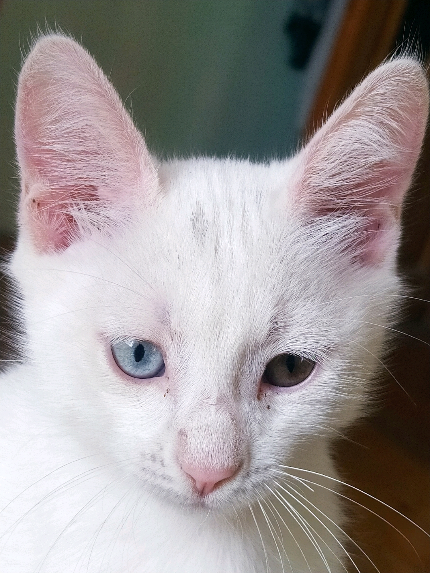 A close-up, eye-level photograph showcases a young, pure white cat with heterochromia, meaning its eyes are different colors. The cat's left eye is a striking blue, while its right eye is a warm brown. The cat has prominent pink ears, which appear to have some dark spots on the outer edge. Long, white whiskers extend from its muzzle, and a small pink nose is visible. The background is blurred, featuring a greenish hue on the left and a warm brown on the right, suggesting an indoor setting. There is no indication of the cat's location in Khazar Raion, Azerbaijan, in this image.