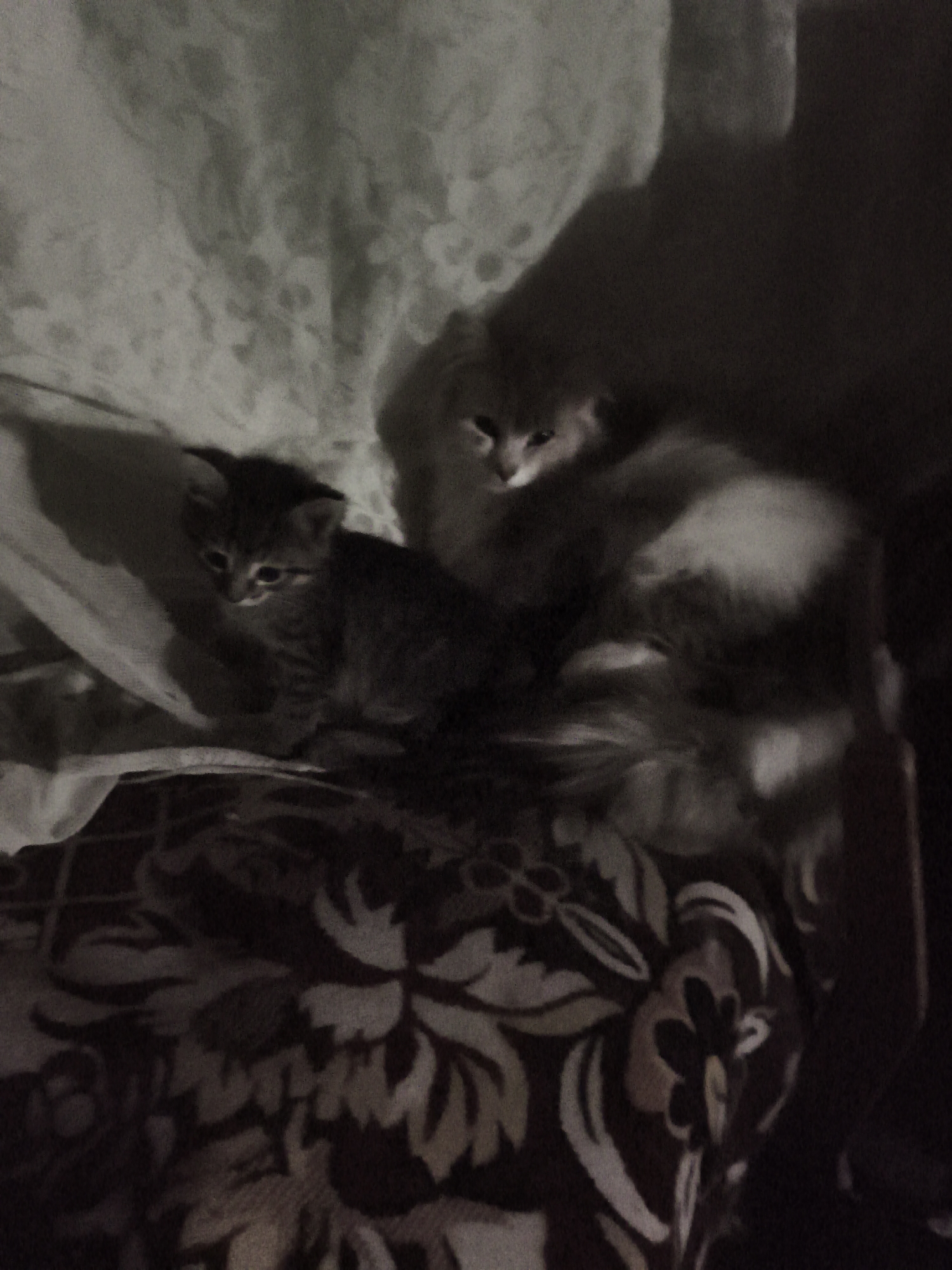 In the city of Ilmino, Russia, a dimly lit indoor scene captures two domestic cats. The foreground features a small, tabby kitten with pointed ears and wide, alert eyes, positioned on a patterned blanket with floral motifs in shades of brown and cream. Behind the kitten, and slightly to the right, a larger, fluffy cat is visible. Its fur is lighter in color, possibly grey or white, and it appears to be looking forward. The background consists of a light-colored, textured fabric, possibly a curtain or draped cloth, with shadows cast upon it, creating a soft, diffused lighting effect. The overall atmosphere is quiet and intimate.